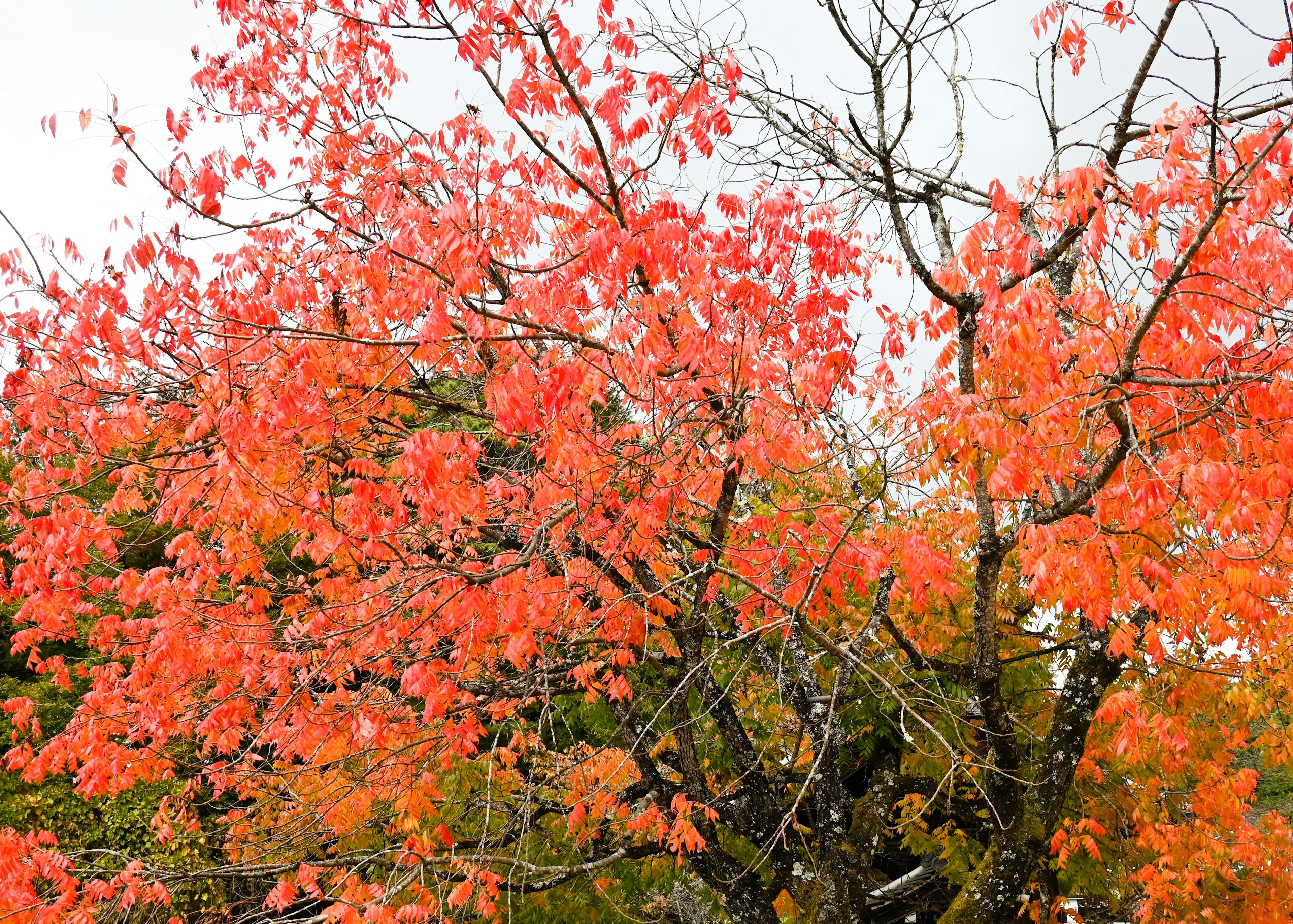 Close-up of trees with vibrant orange leaves