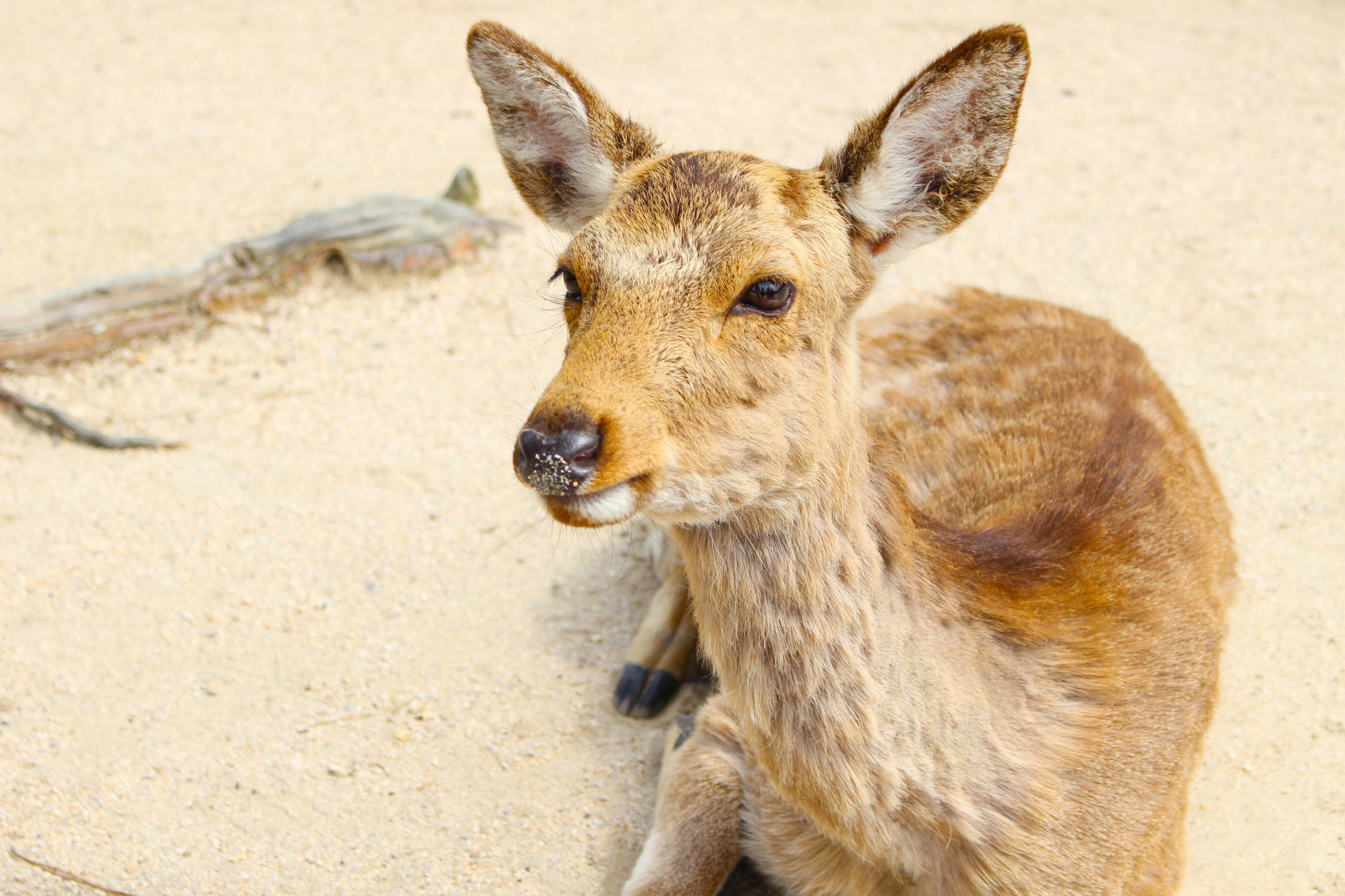 A cute fawn sitting on sandy ground