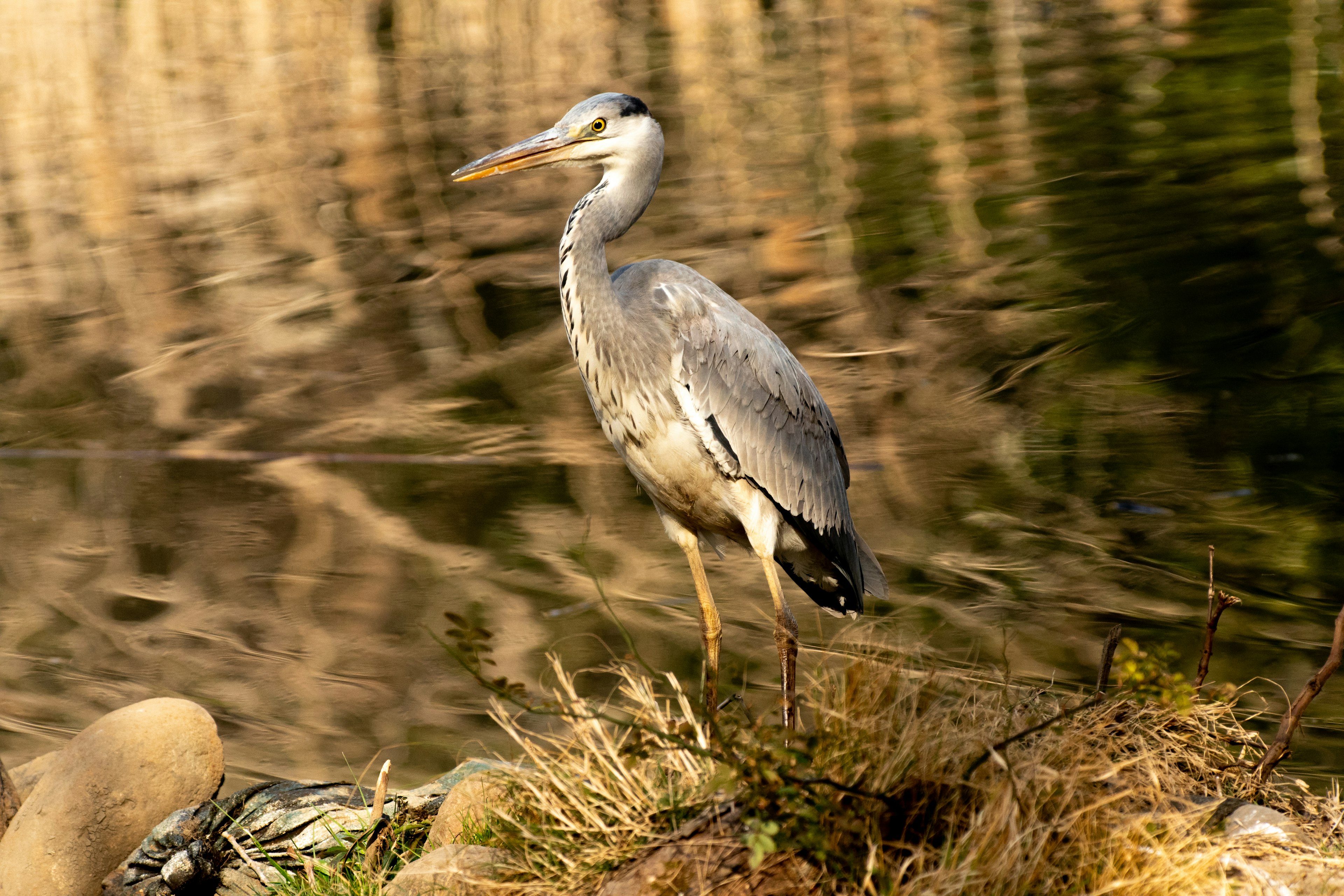 Garza gris de pie junto al agua