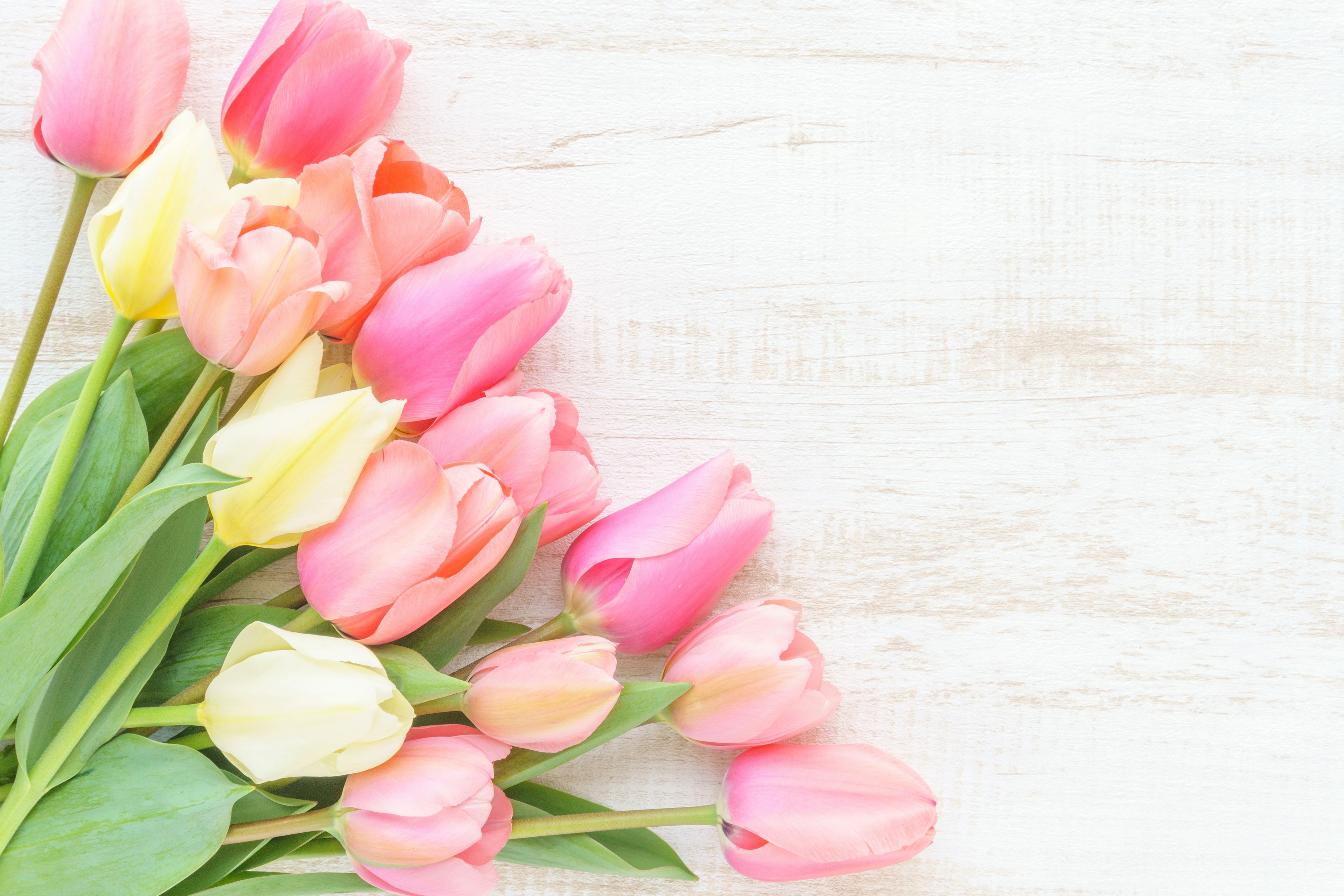 A bouquet of colorful tulips arranged on a white background