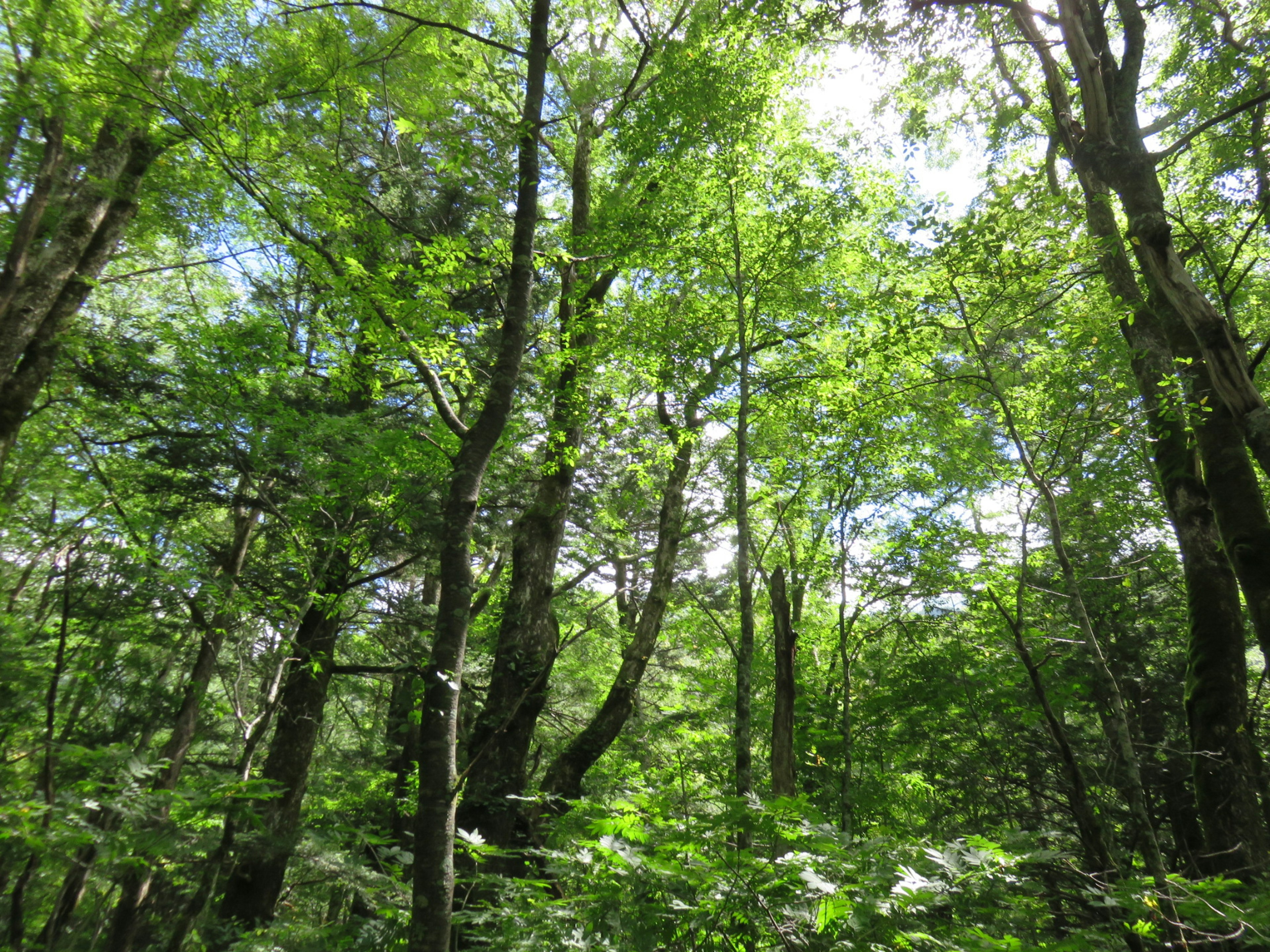 Bosque verde exuberante con luz del sol filtrando a través de los árboles y cielo azul