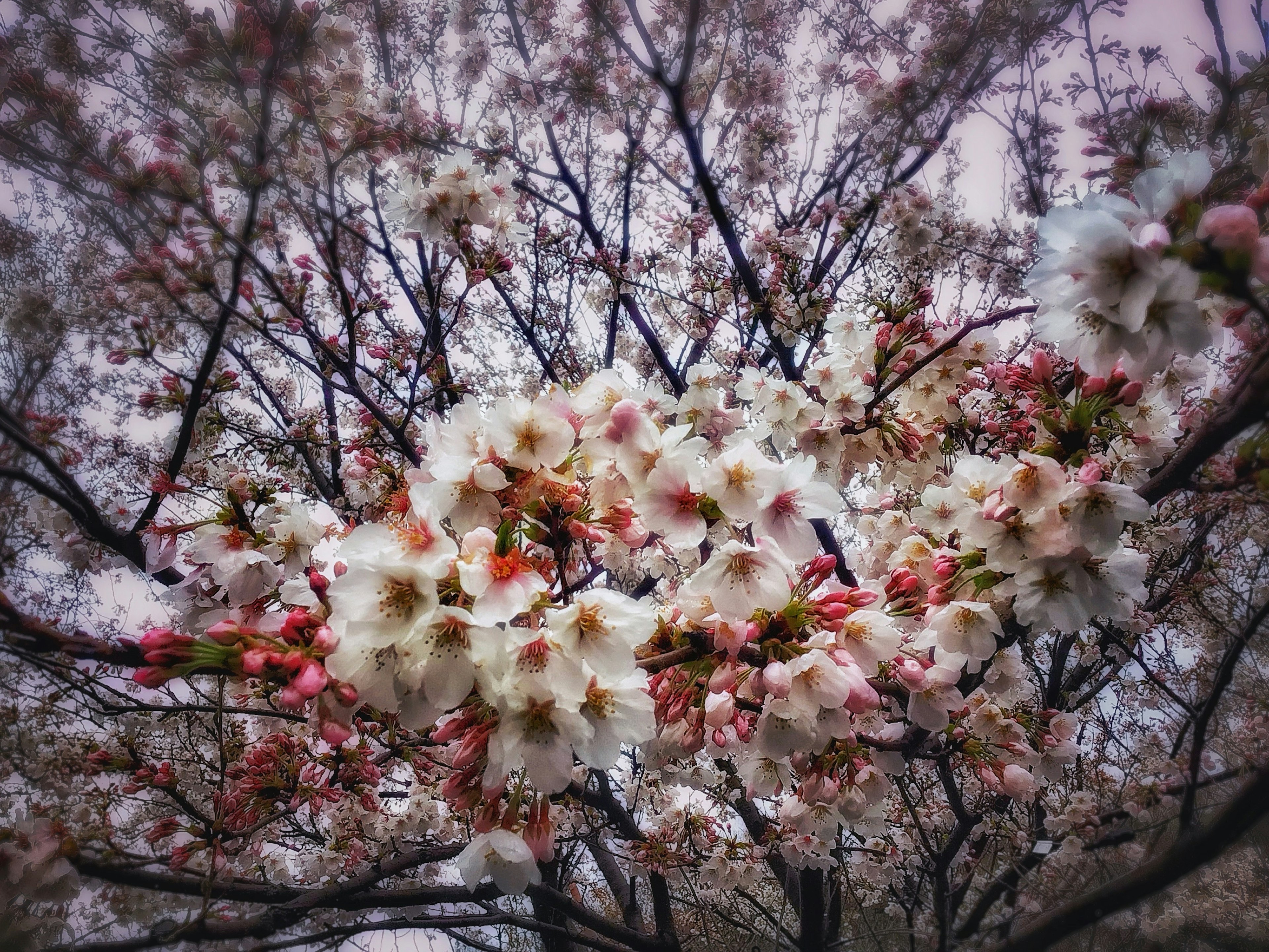 櫻花樹上的花朵特寫