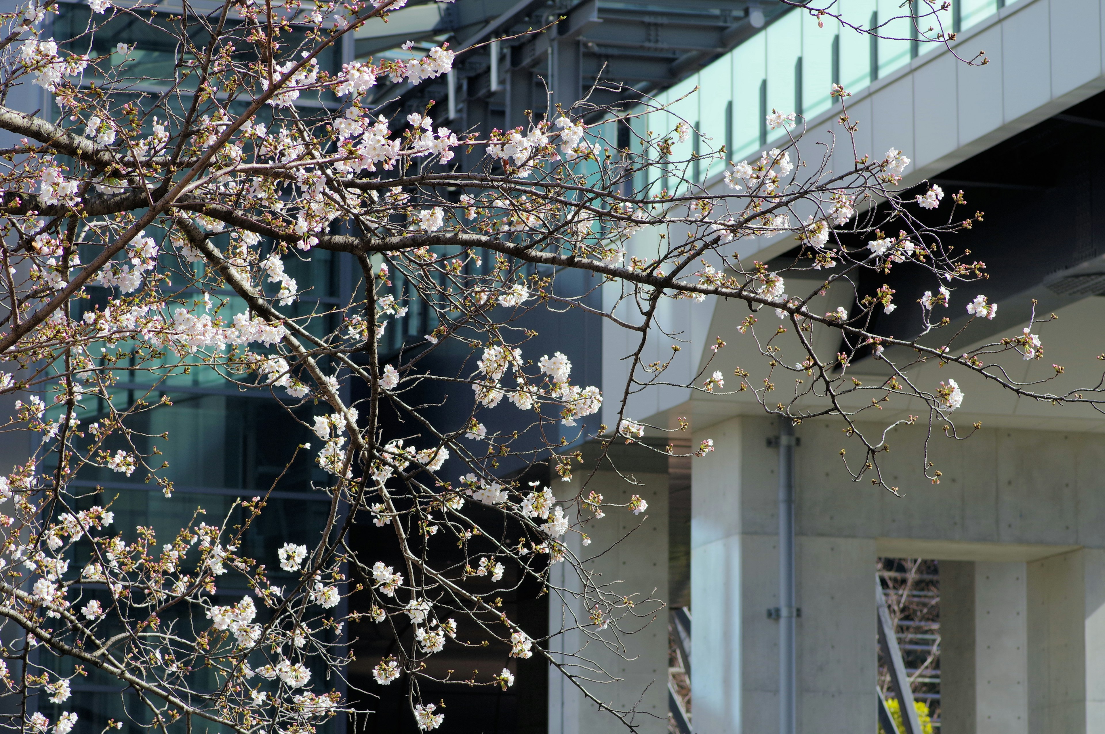 Cherry blossom tree with blooming flowers and modern building backdrop