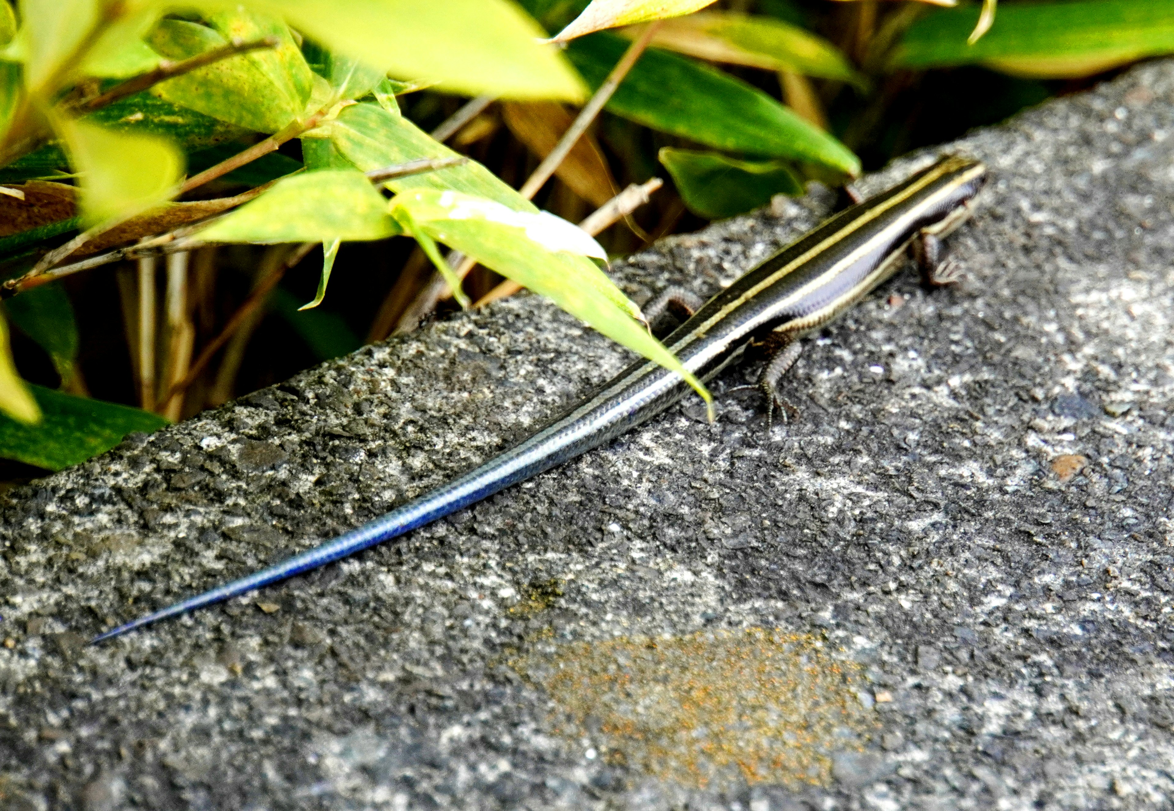 Eine Eidechse mit blauer Schwanz, die auf einem Stein neben grünen Pflanzen läuft