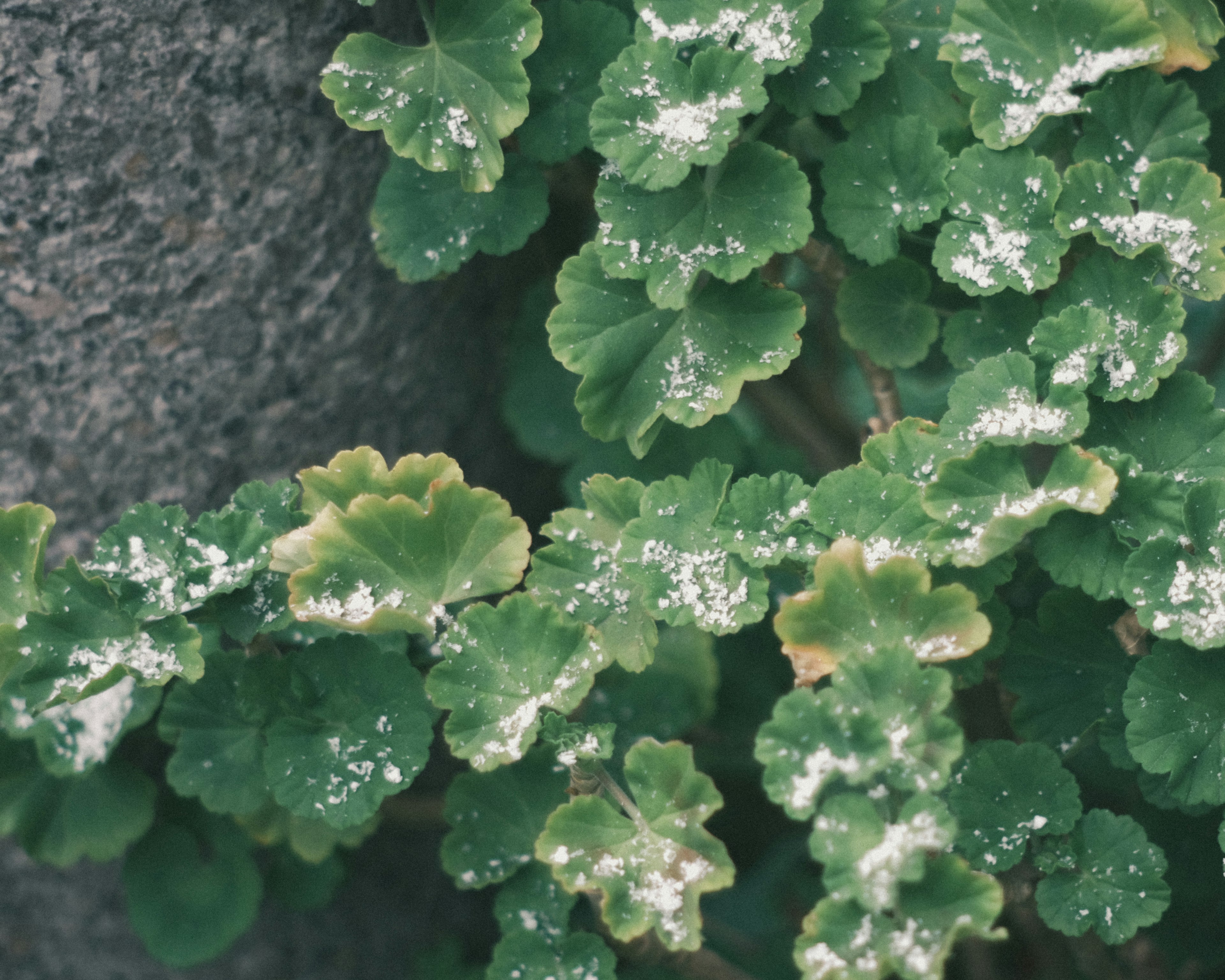 Close-up of green leaves with white powder on a plant