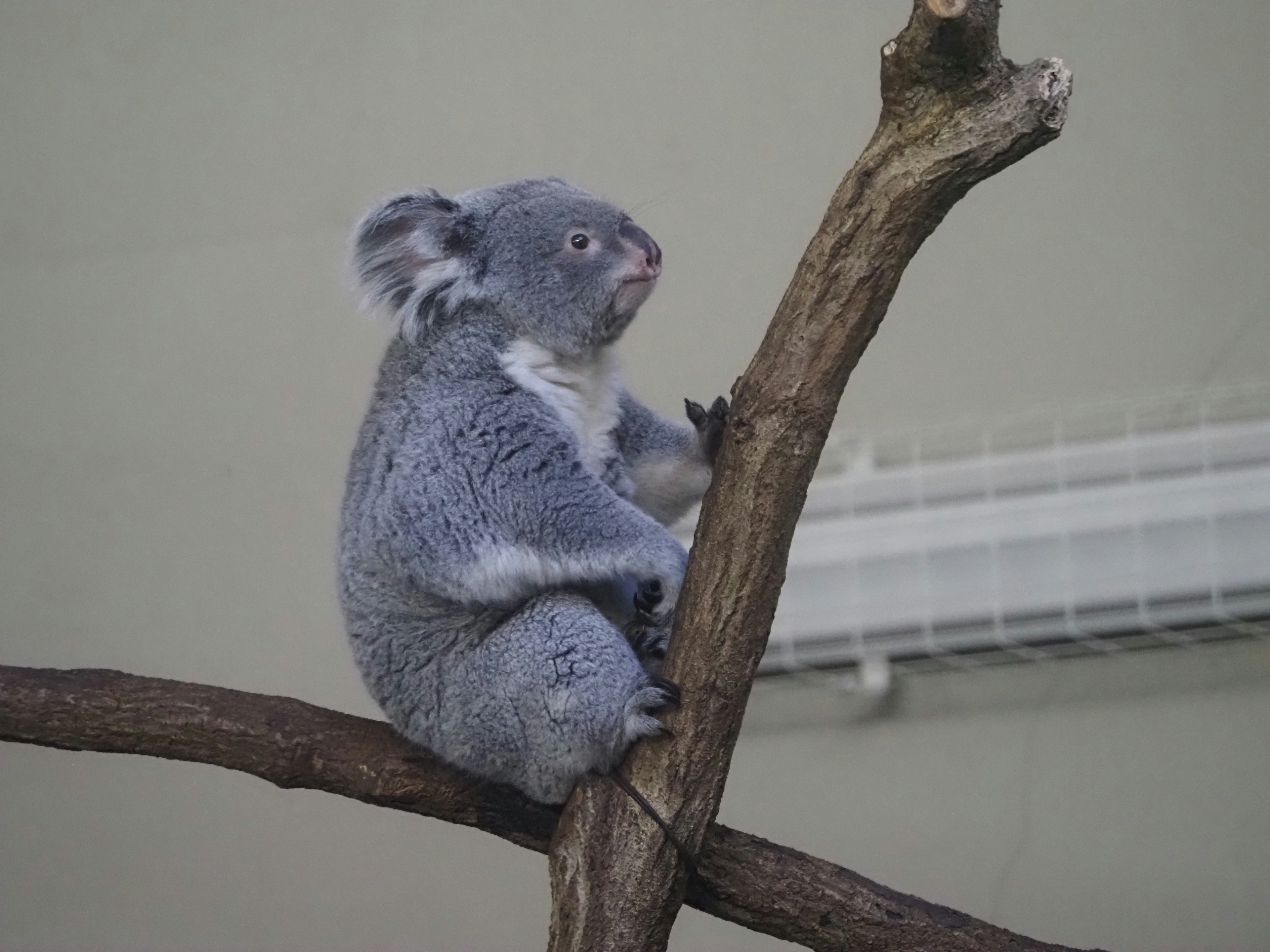 Một con gấu koala ngồi trên cành với bộ lông xám