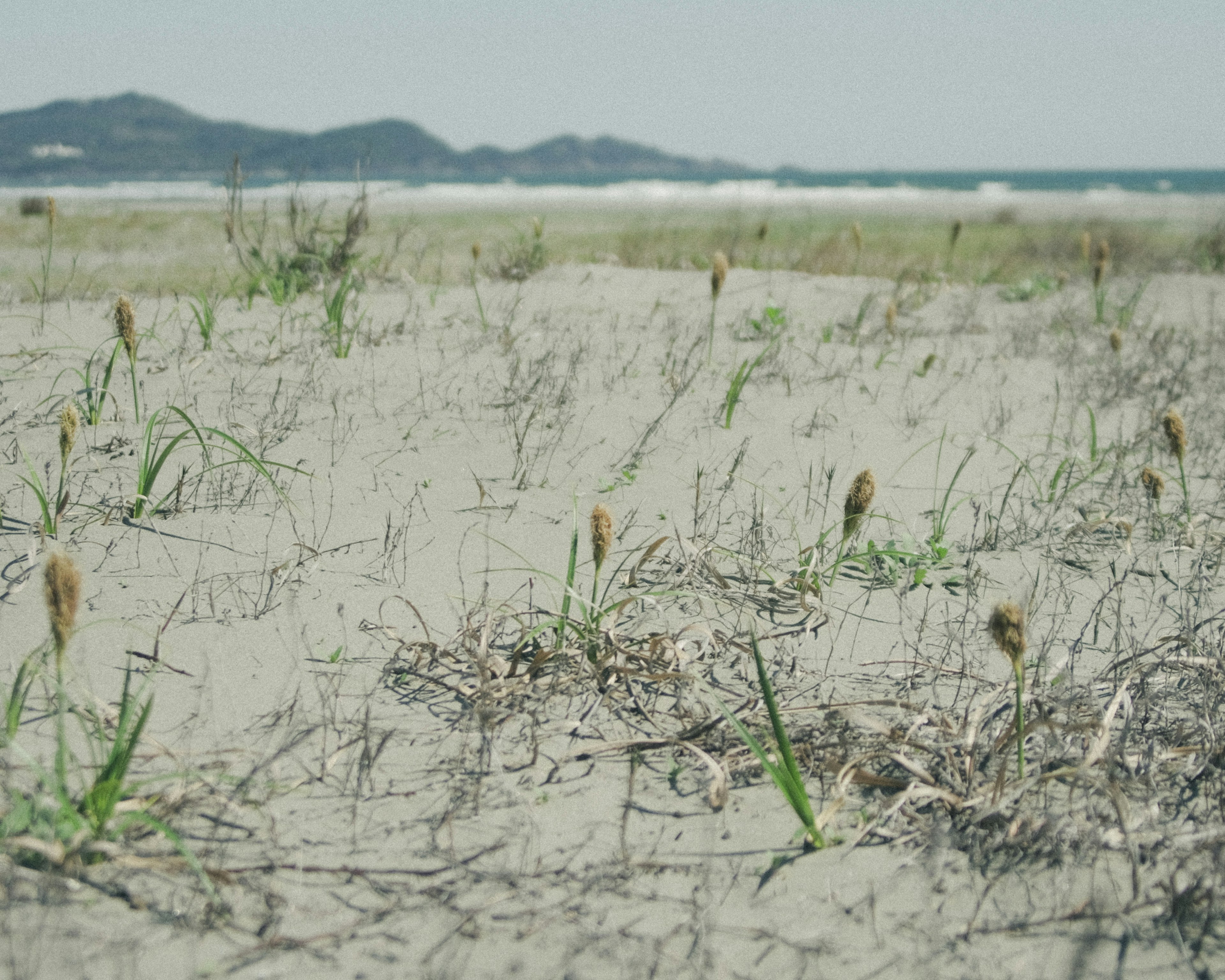 Kedekatan rumput dan tanaman di pantai berpasir dengan laut dan pegunungan di latar belakang