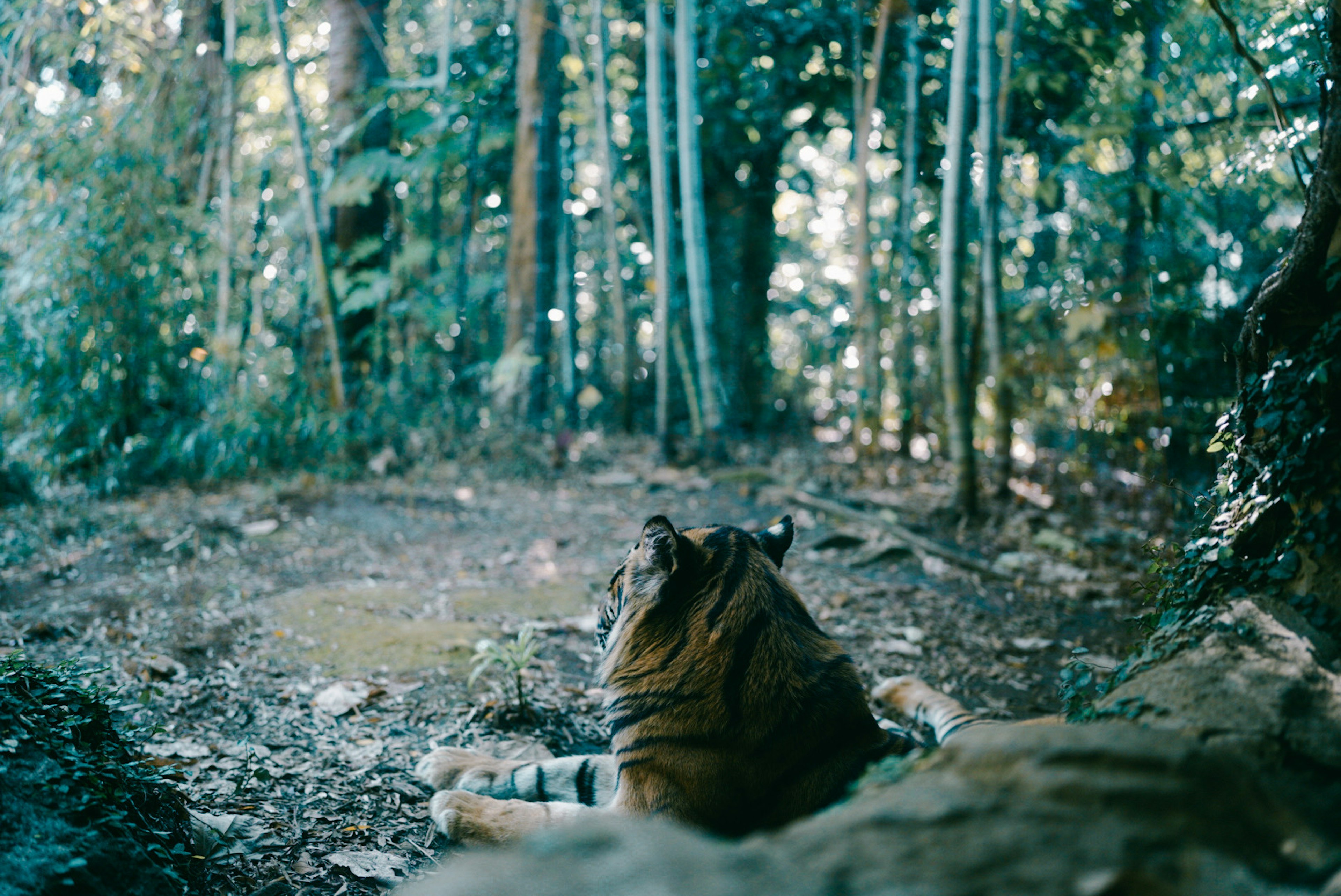 Ein Tiger, der in einem Wald ruht, mit Blick auf die Umgebung