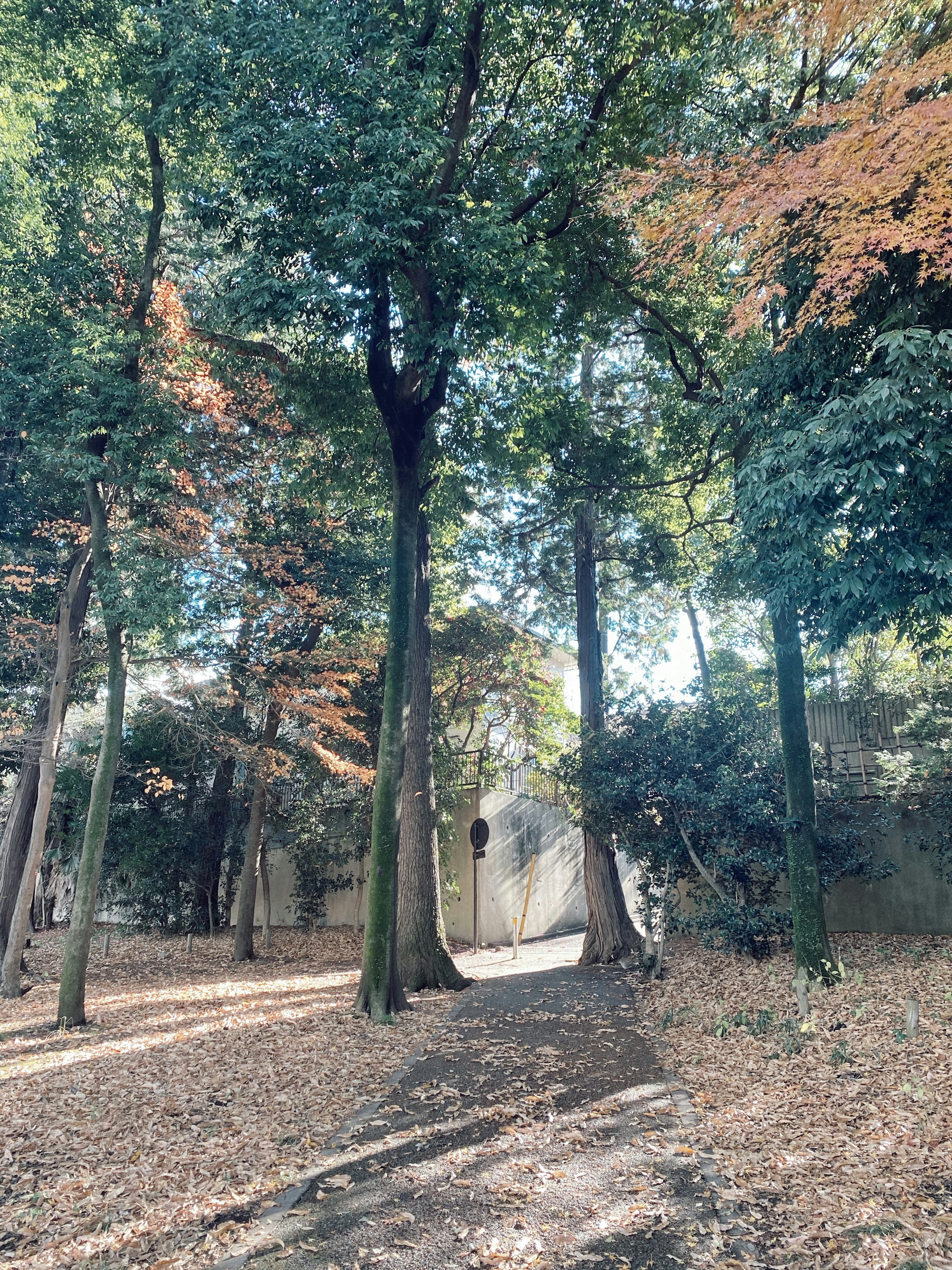 Tall trees in a lush forest with a pathway covered in fallen leaves