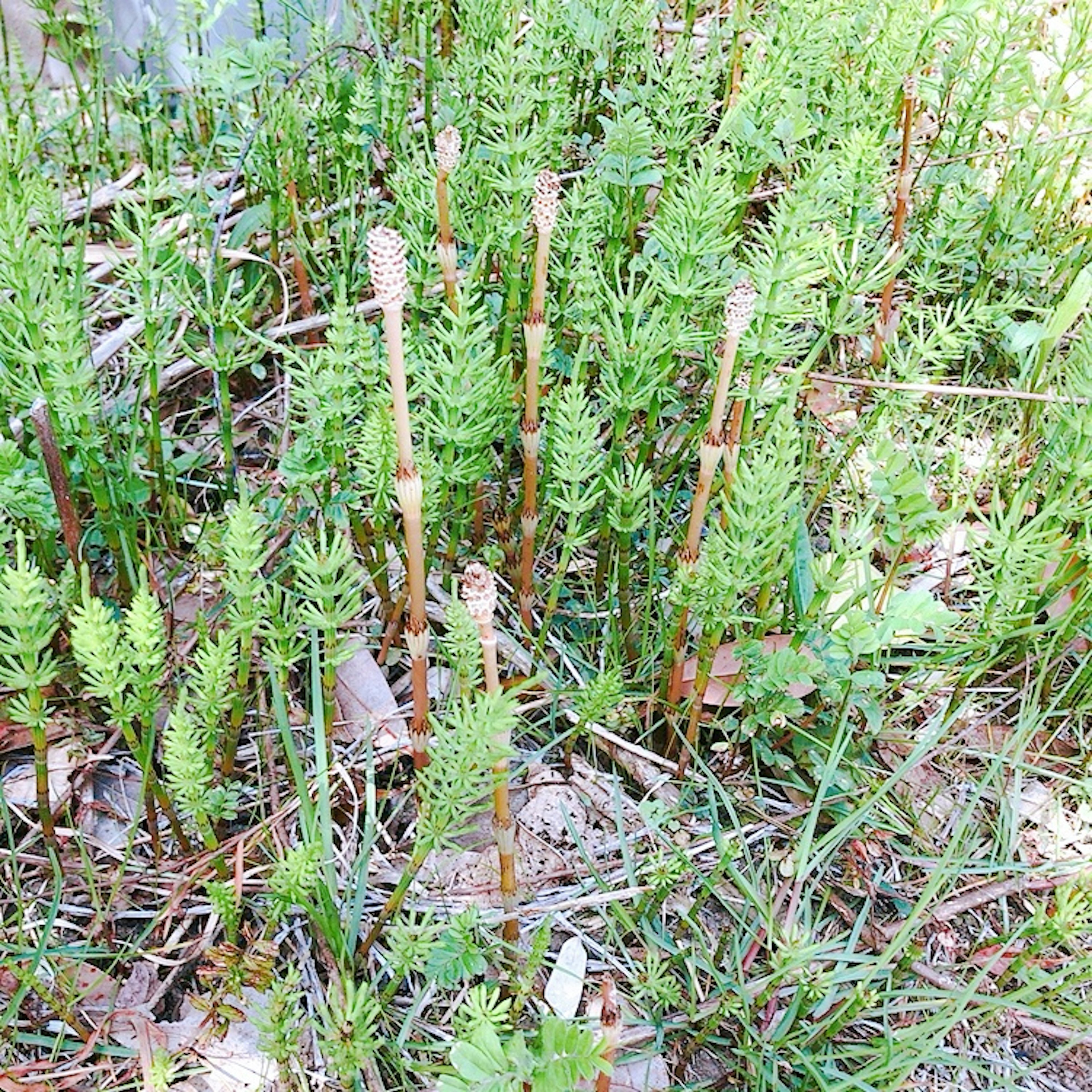 Un denso grupo de plantas verdes con tallos delgados que crecen verticalmente