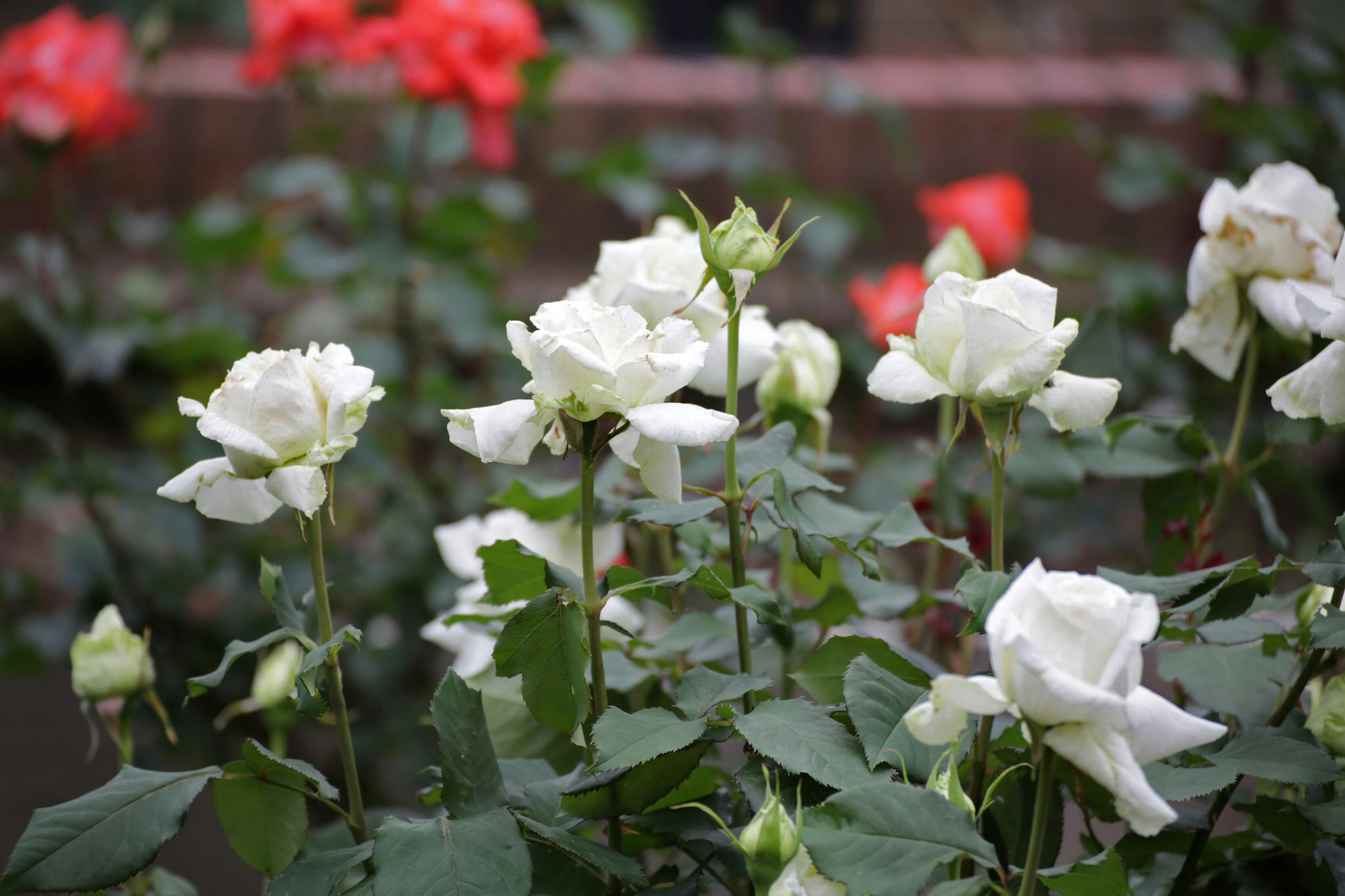 Una escena de jardín con rosas blancas en flor y flores rojas al fondo