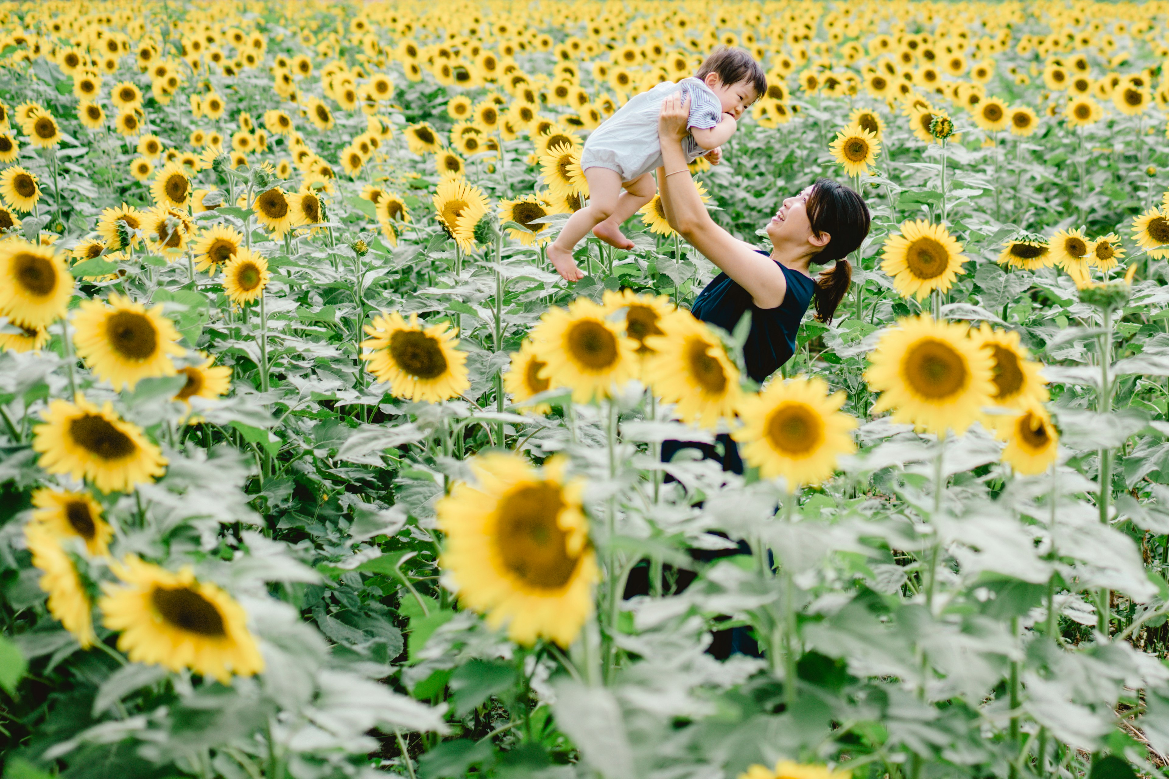 Mutter hebt Kind in einem Sonnenblumenfeld hoch