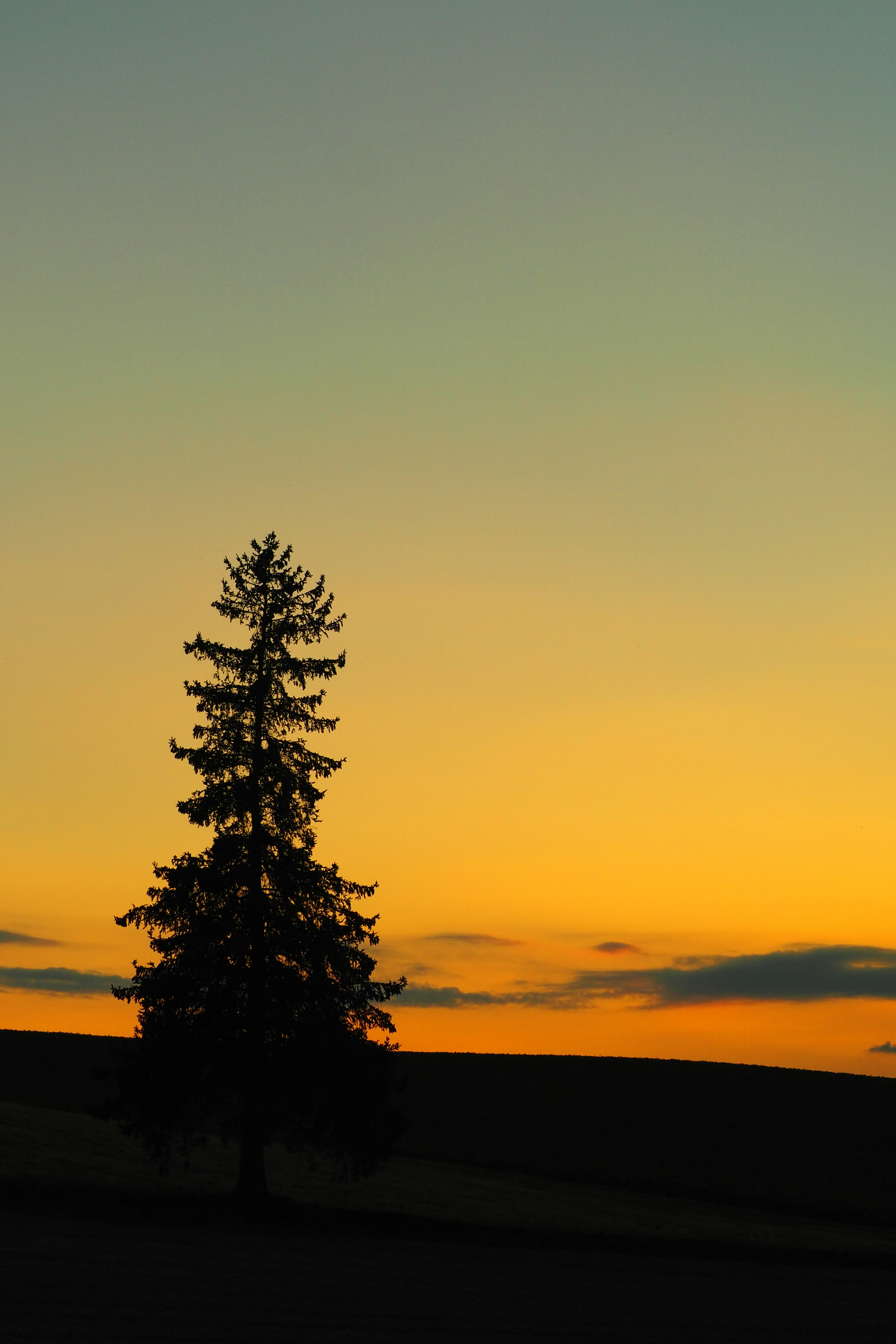 Silhouette of a tree against an orange sunset sky