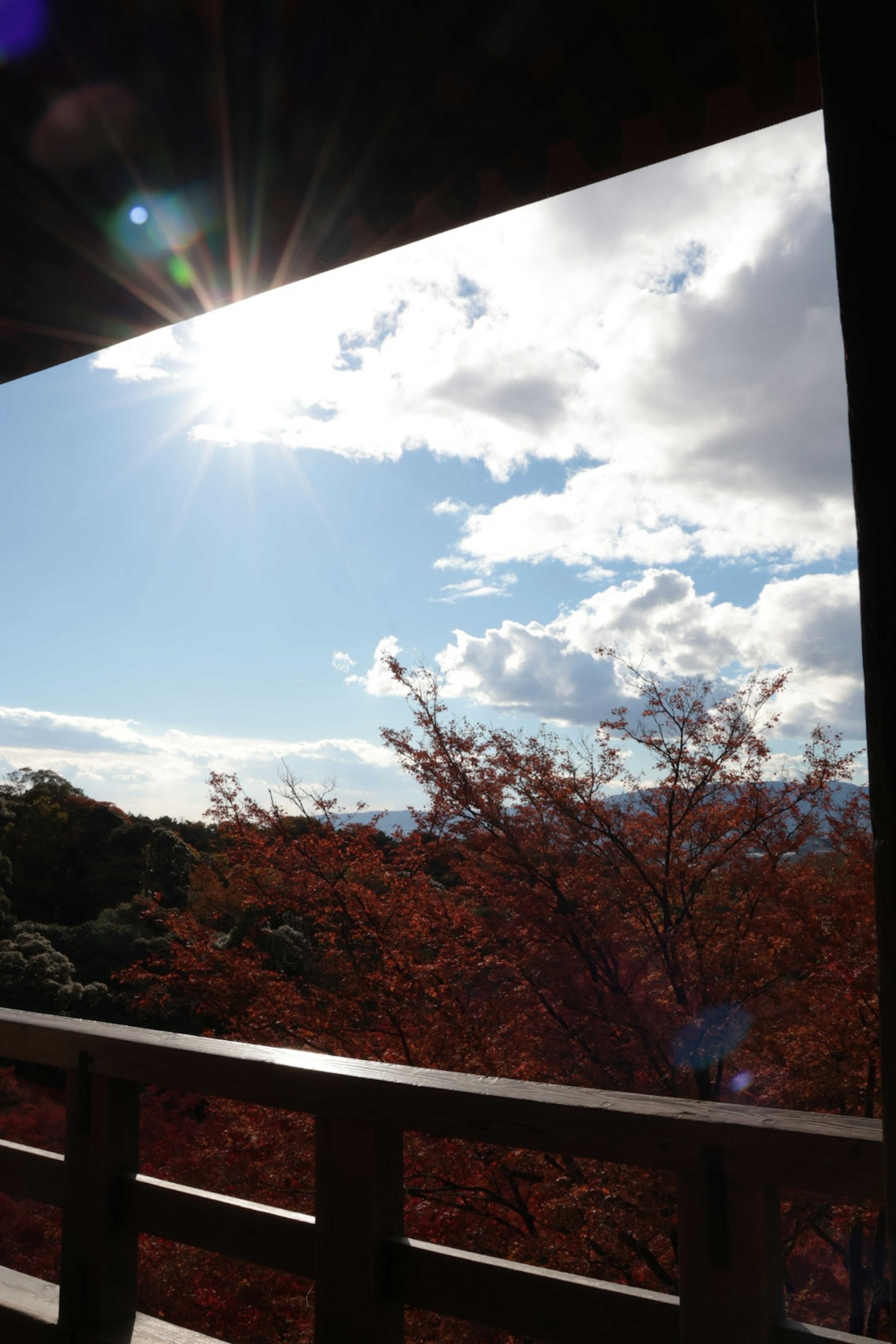 青空と雲が広がる中に赤い葉の木が見える風景