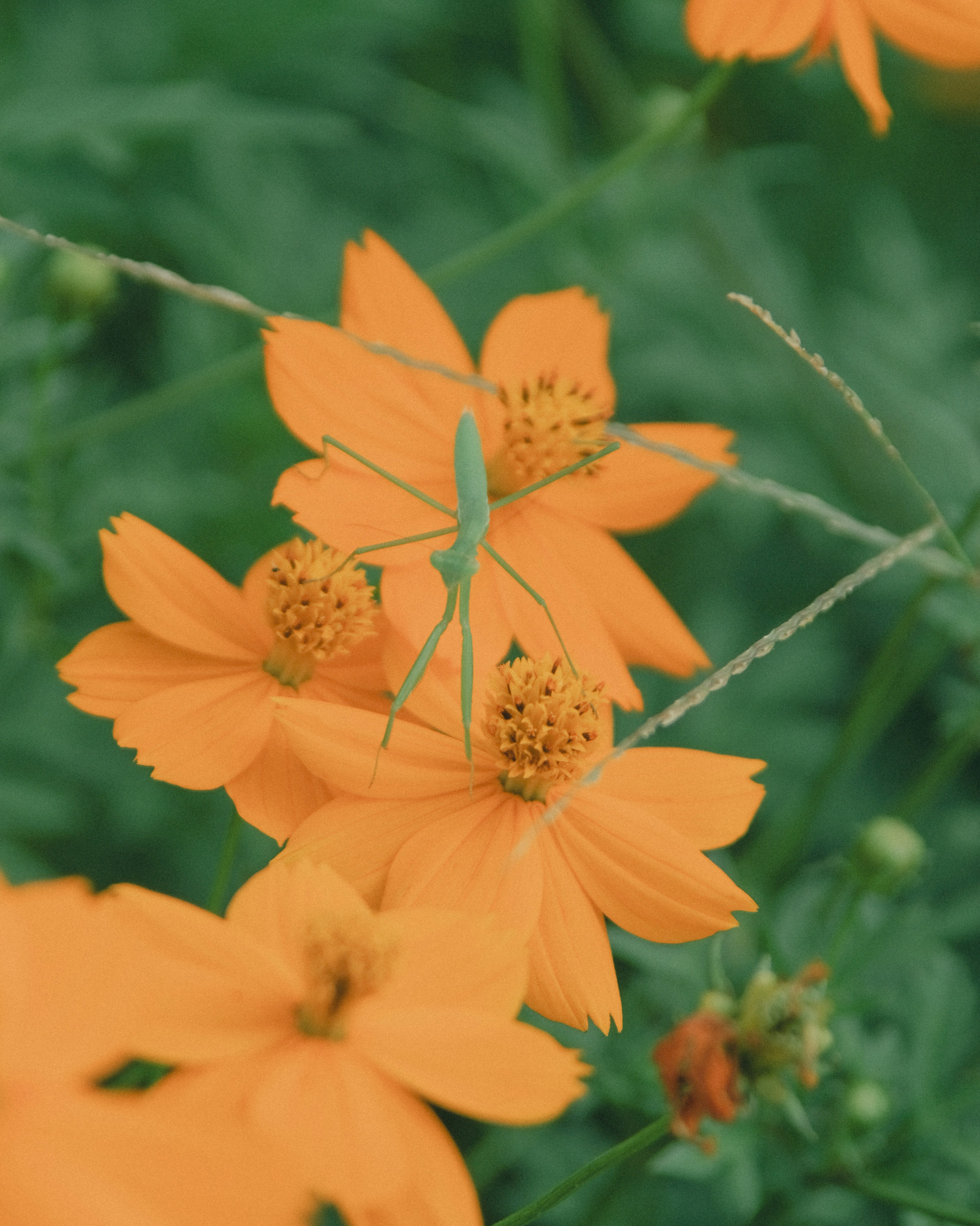 緑の背景にオレンジ色の花と緑色のカマキリが映る