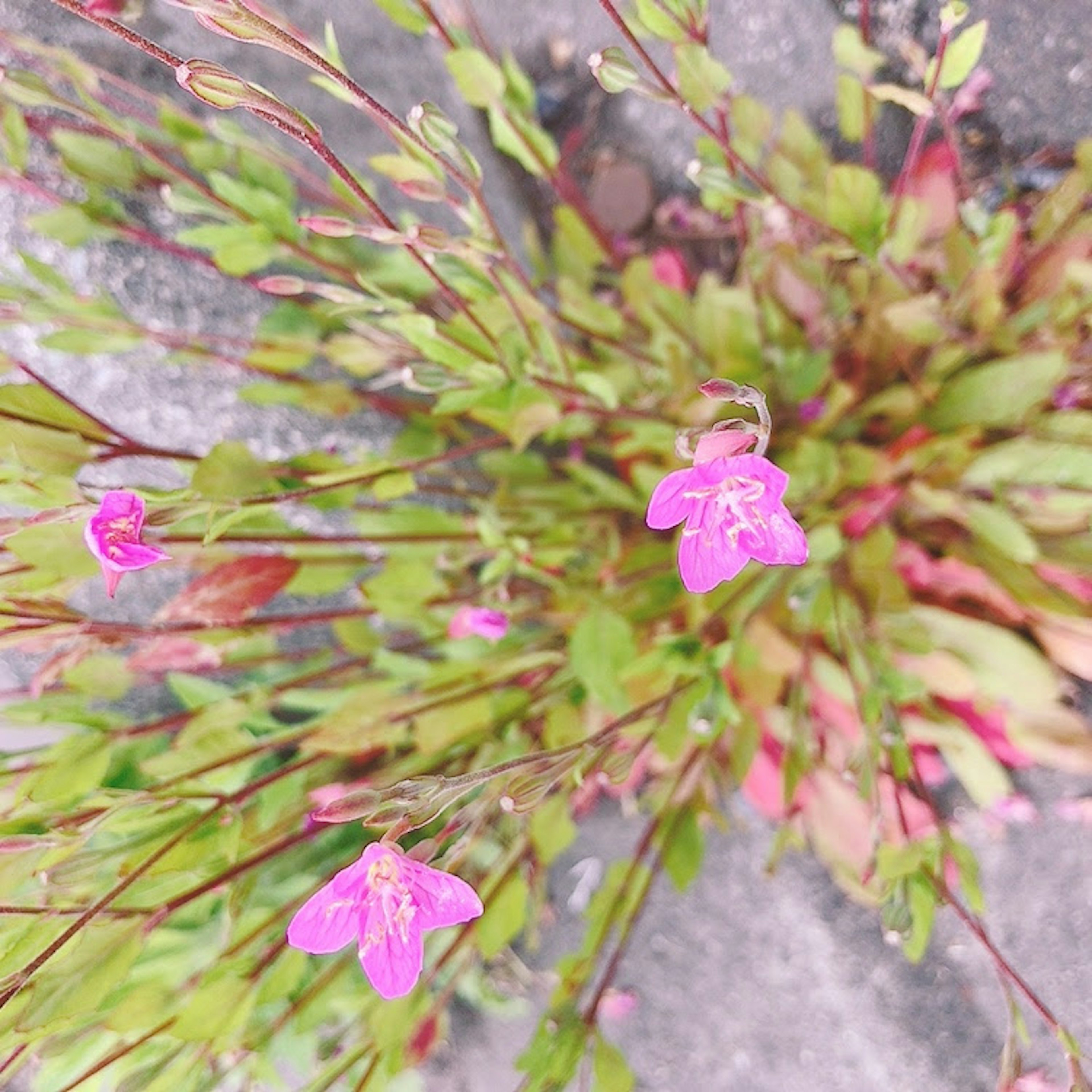 緑の葉に囲まれたピンクの小花の塊