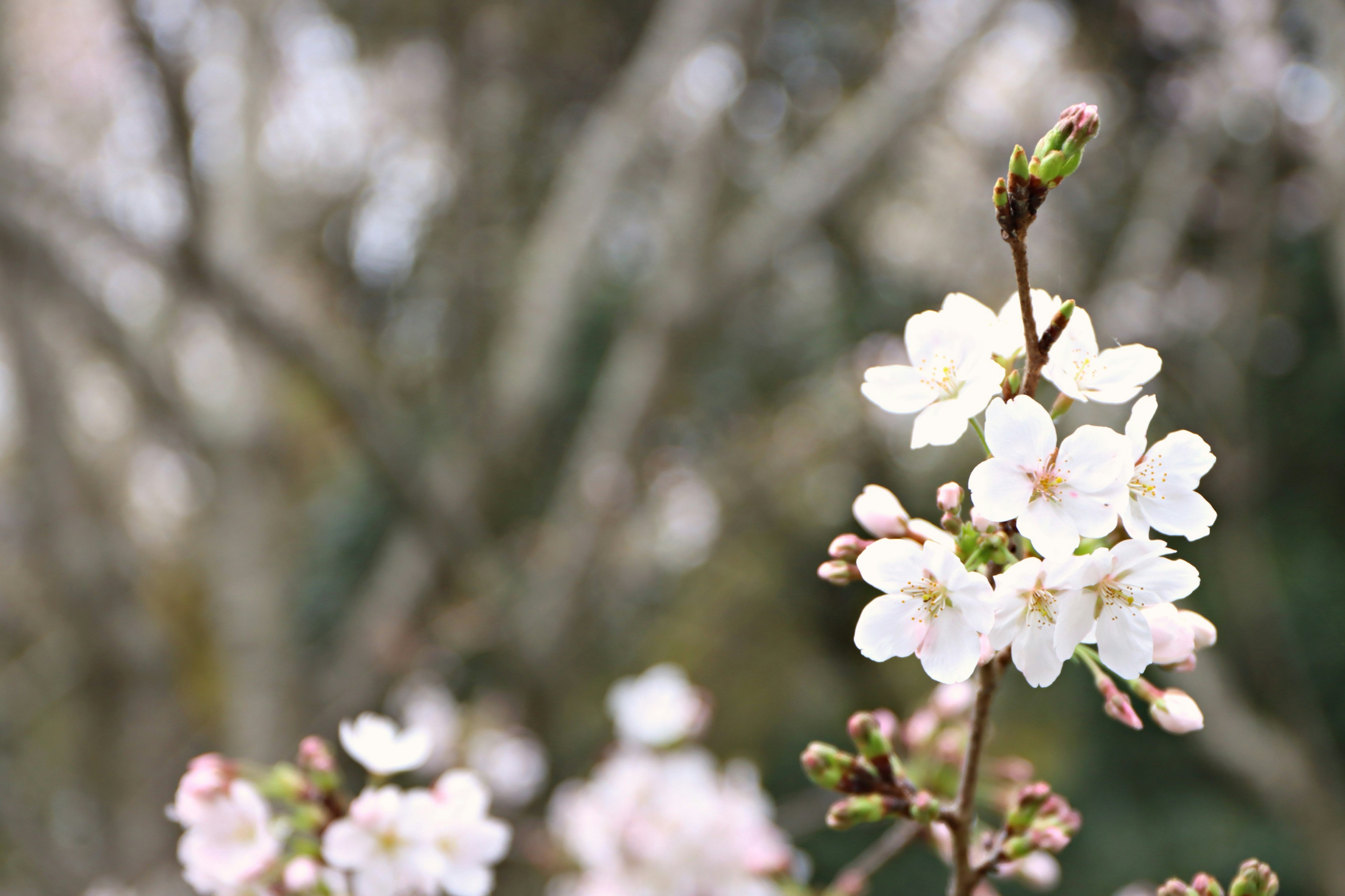 Weißblühende Kirschblüten und Knospen mit verschwommenen Bäumen im Hintergrund