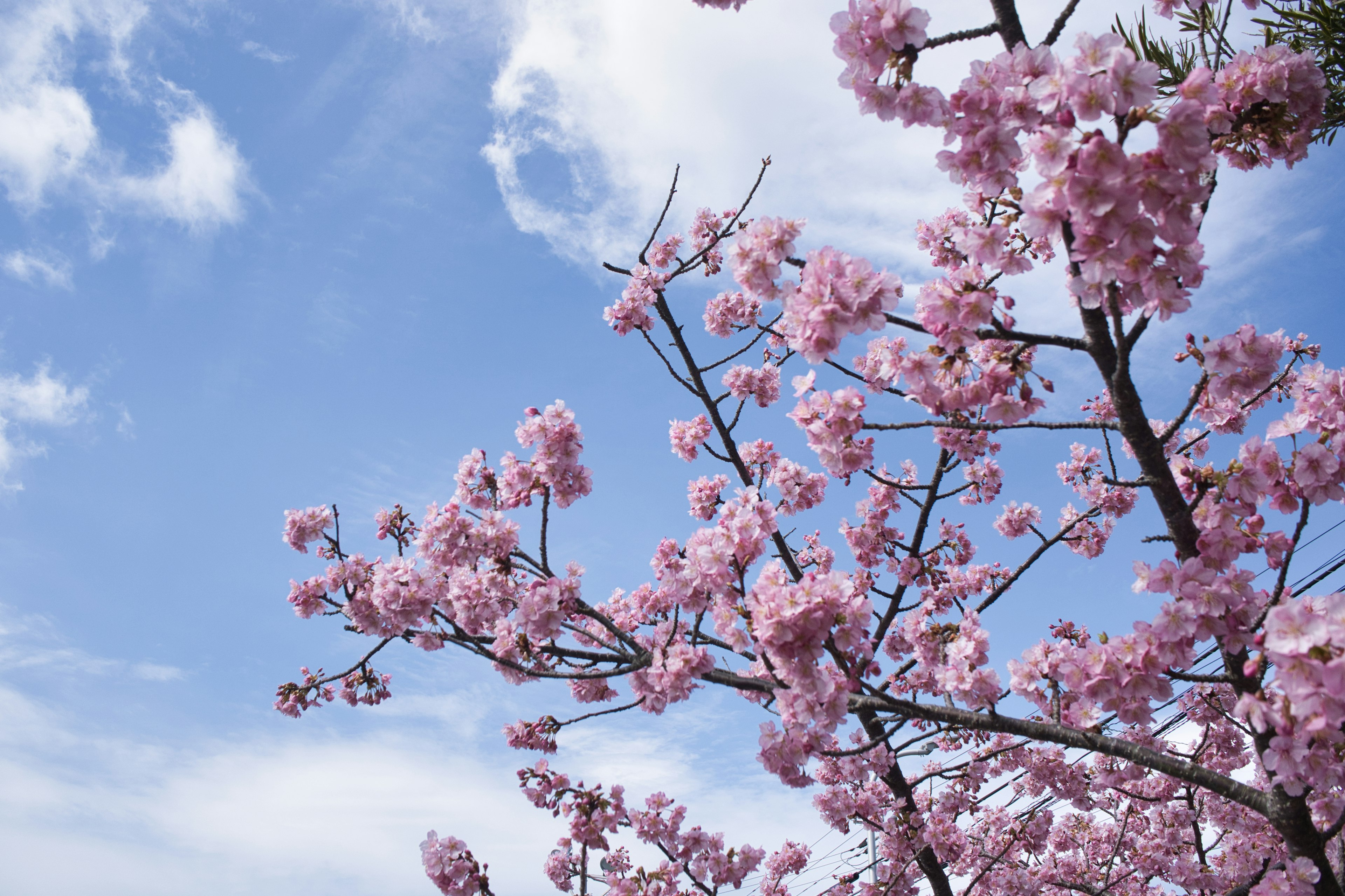 Cabang bunga sakura di latar belakang langit biru