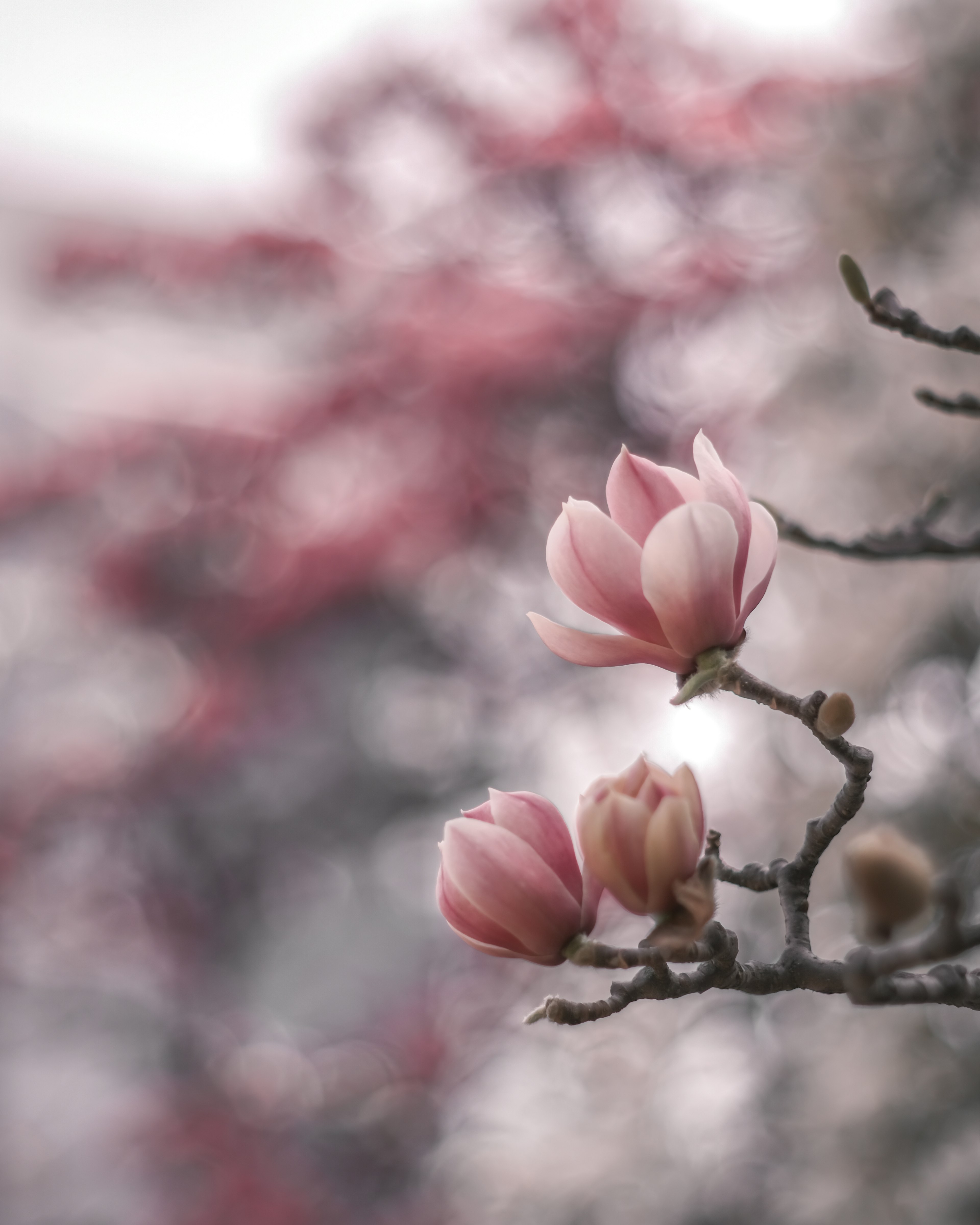 Delicate pink flowers on a branch with a blurred background