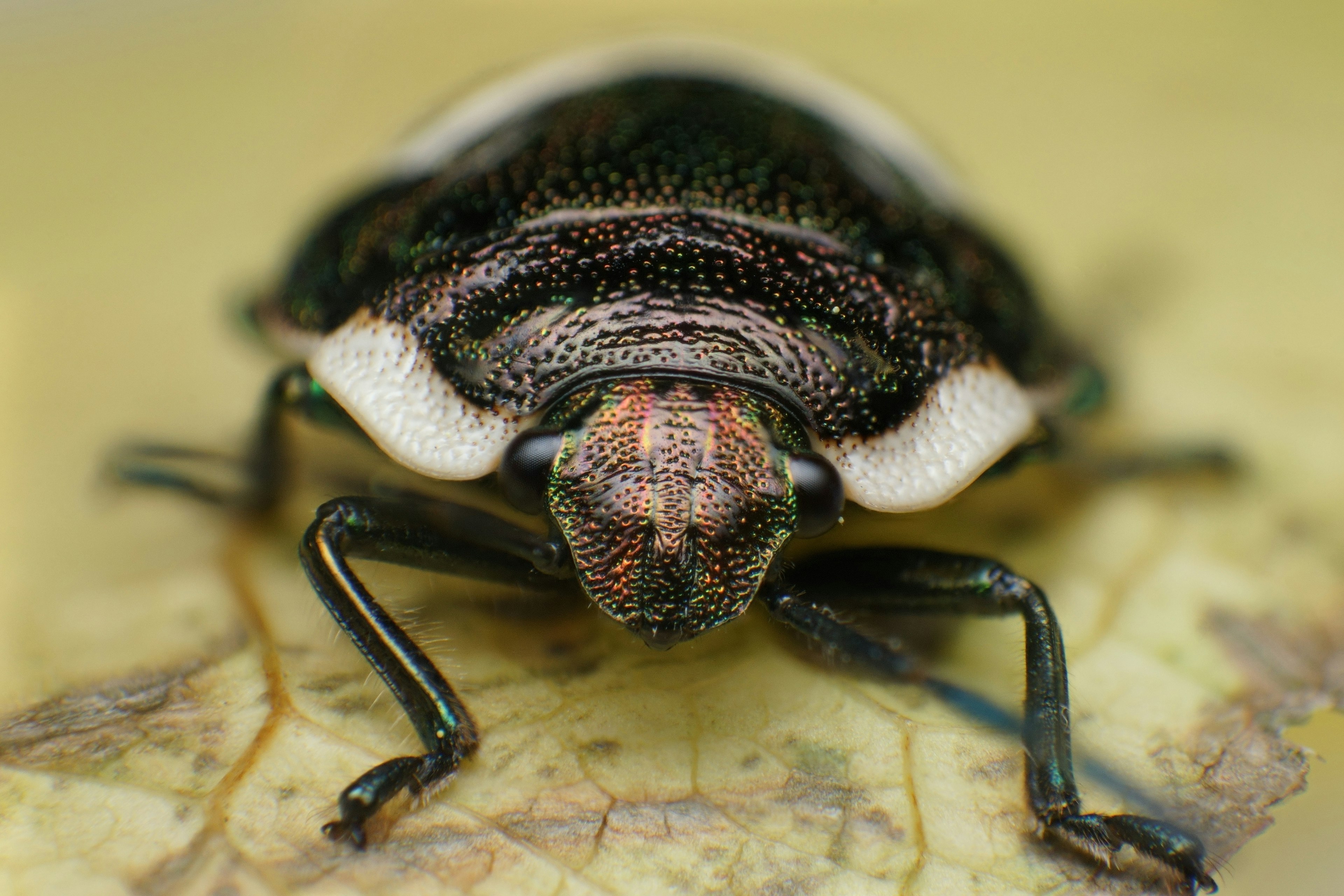 Close-up image of an insect with a black shell