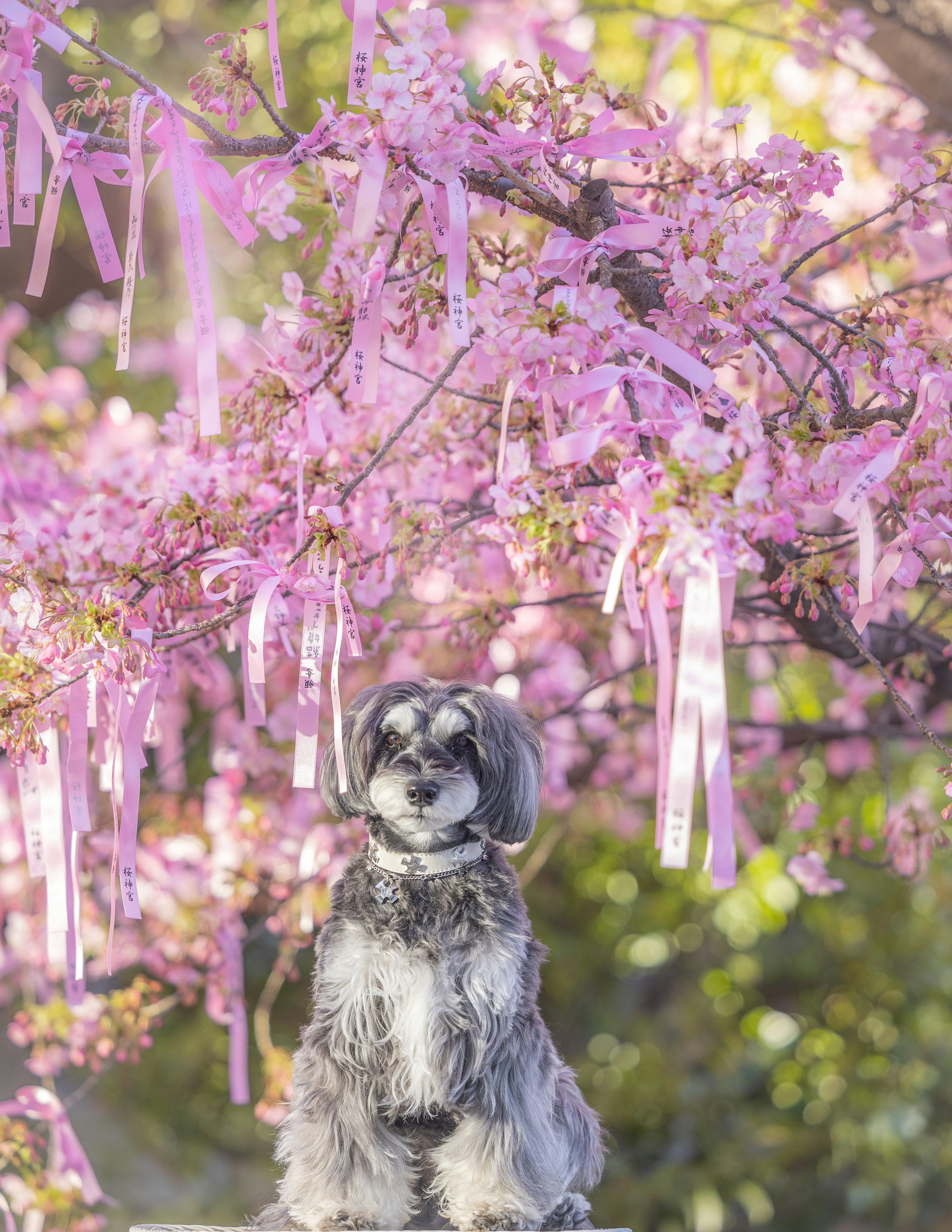 Seekor anjing duduk di bawah pohon sakura