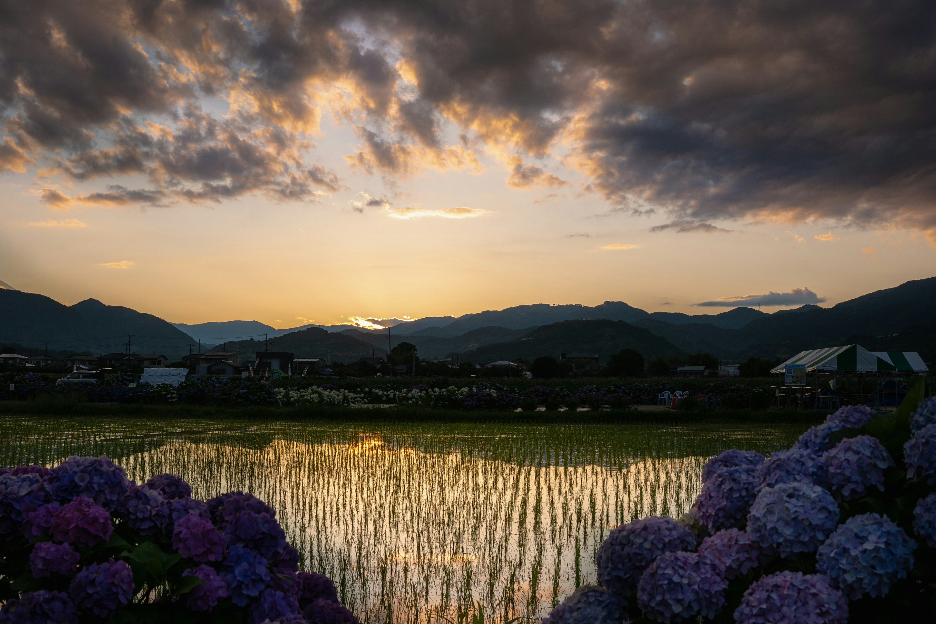 Magnifique coucher de soleil sur des rizières avec des hortensias en fleurs