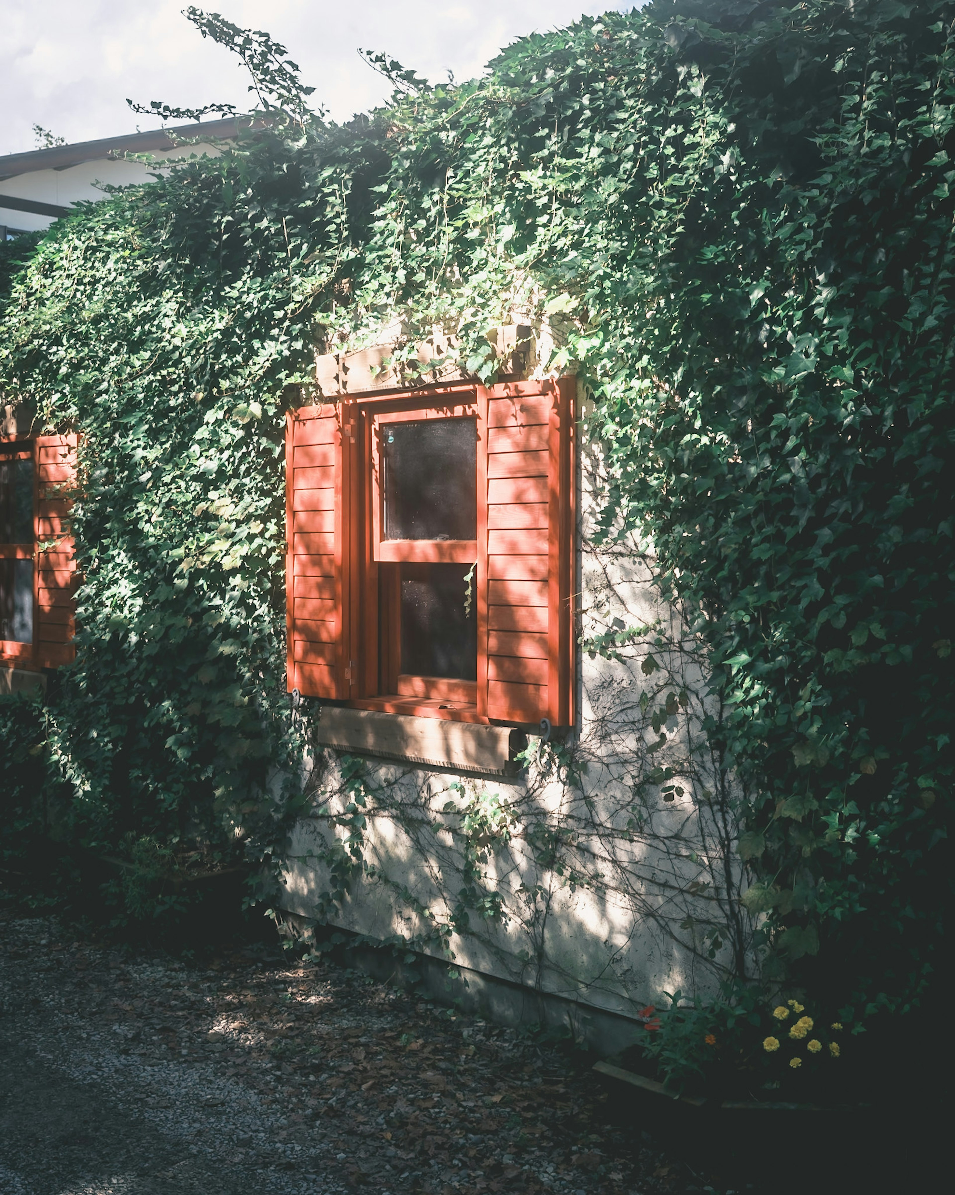 Stone wall with red shutters covered in green ivy