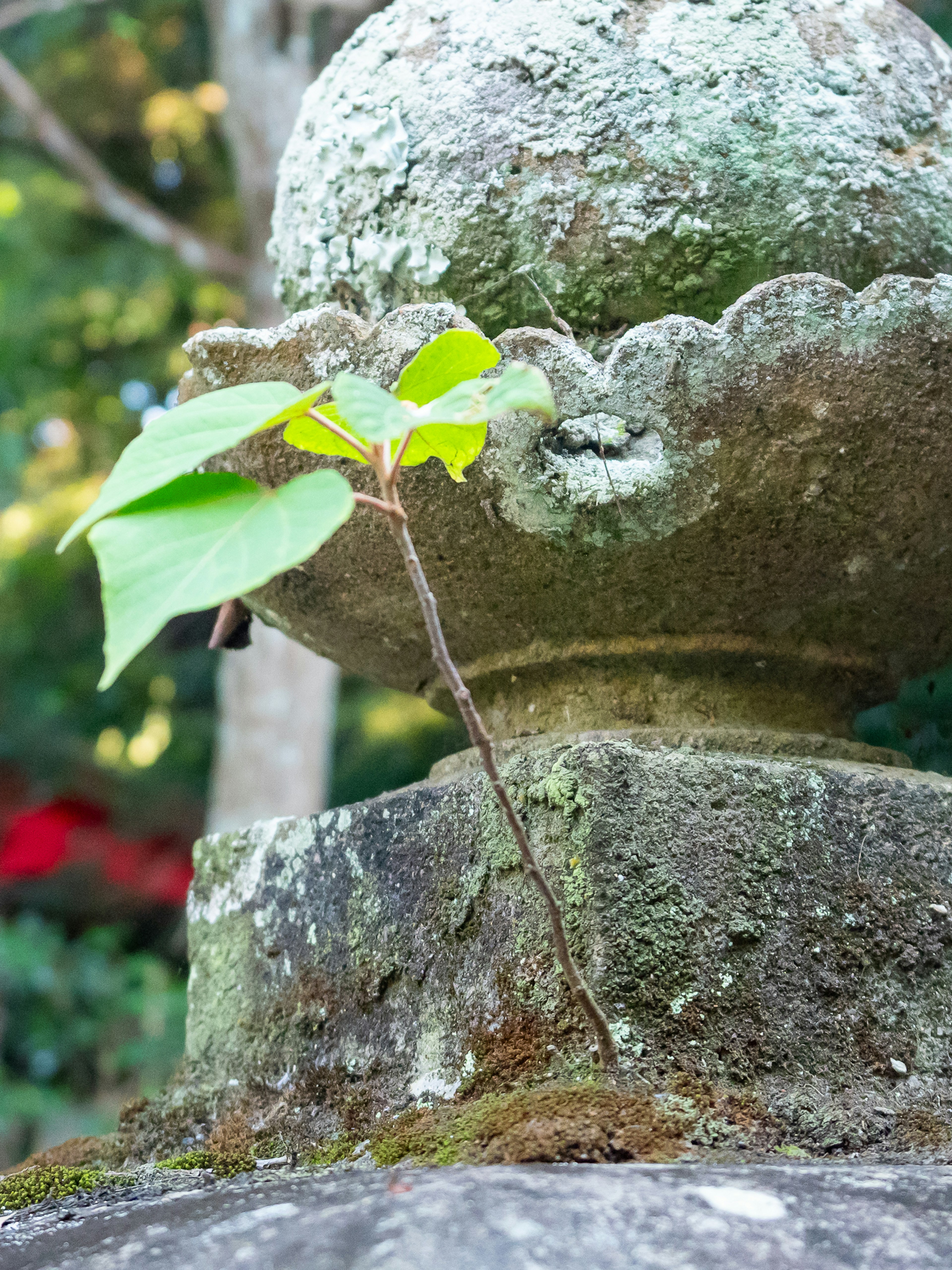 古い石の灯篭の上に生えた小さな緑の葉