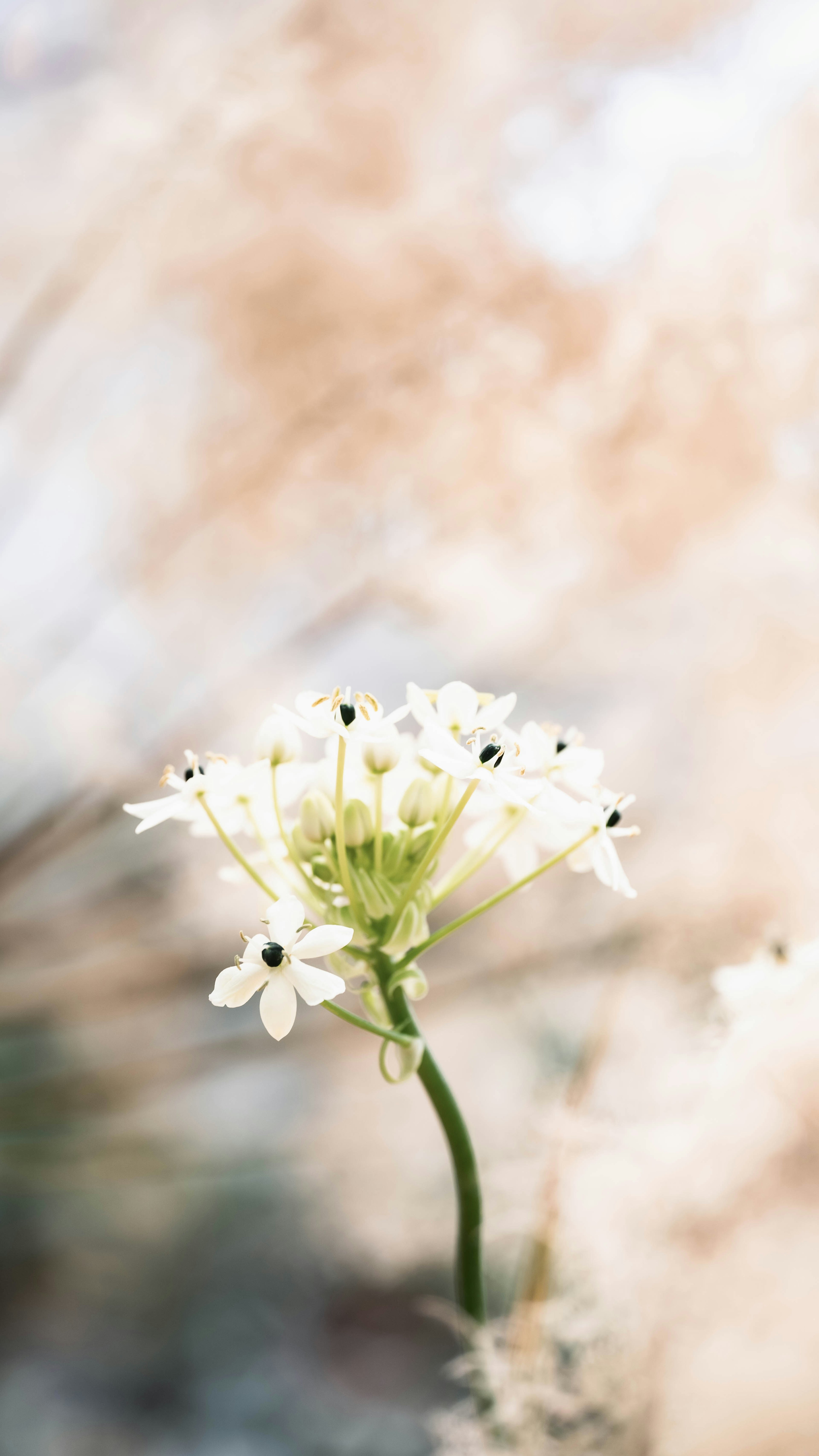 Eine weiße Blume blüht vor einem sanften Hintergrund