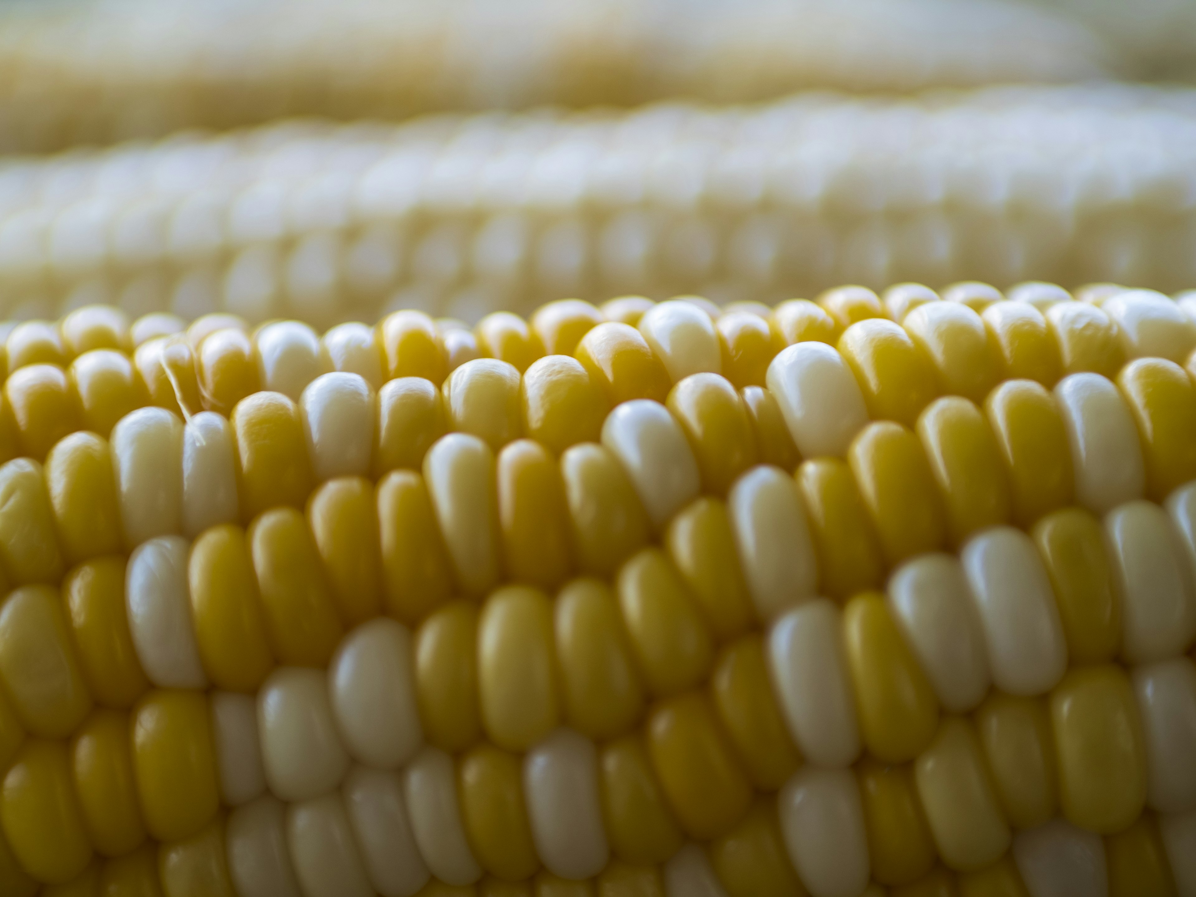 Close-up image of yellow and white corn kernels