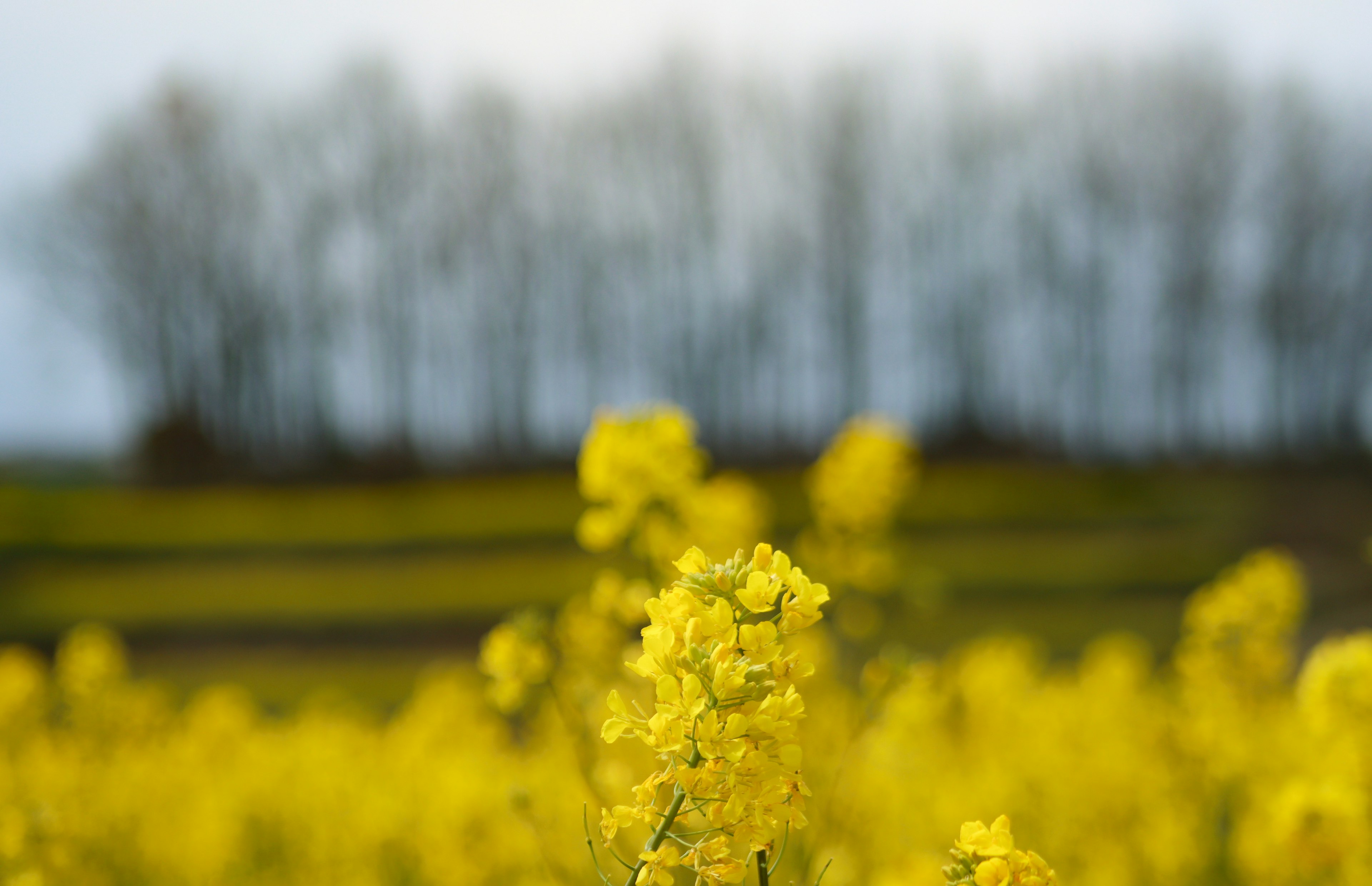 Ladang bunga canola kuning cerah dengan pohon di latar belakang