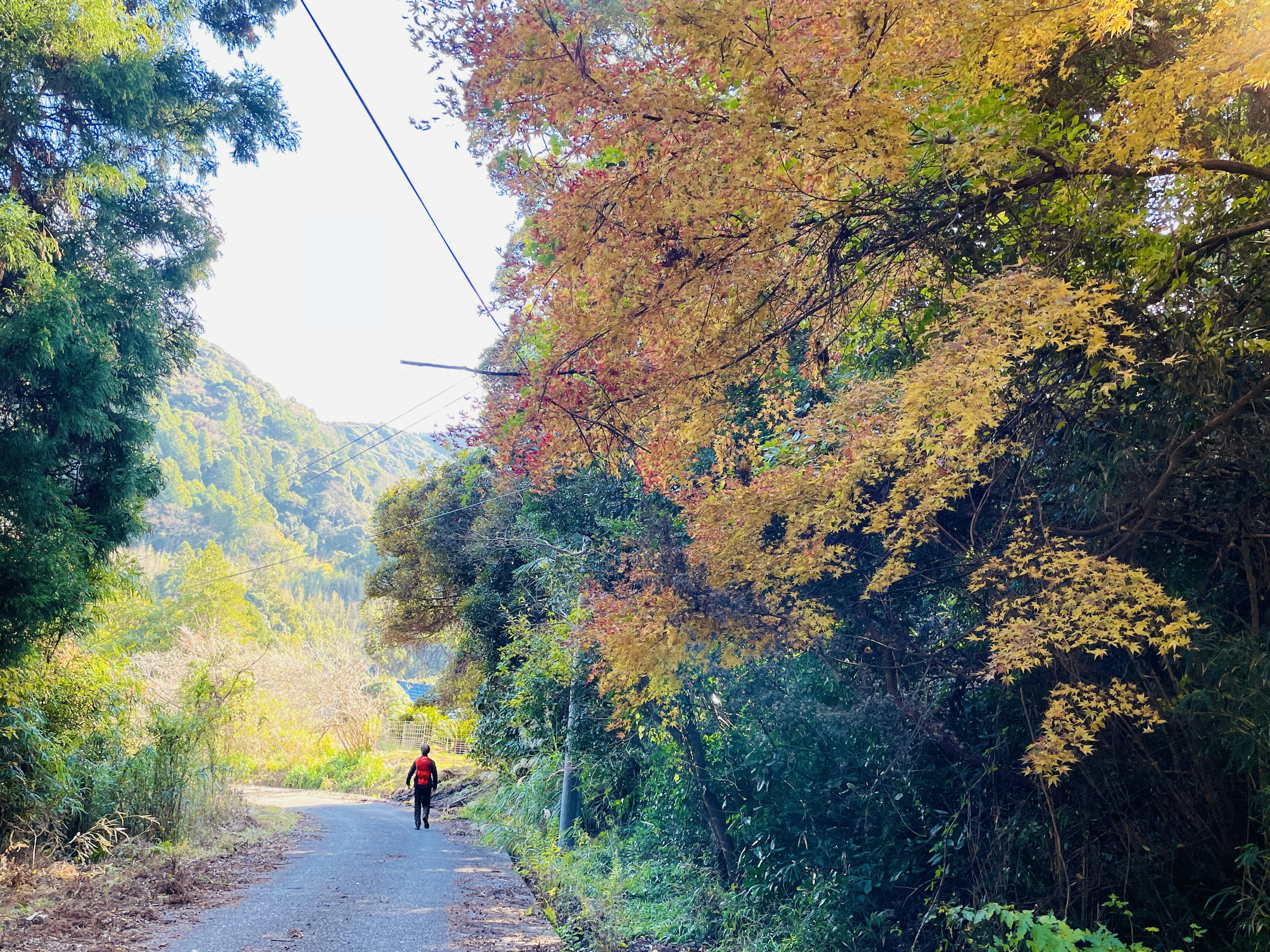 Una persona che cammina lungo una strada tranquilla circondata da alberi colorati