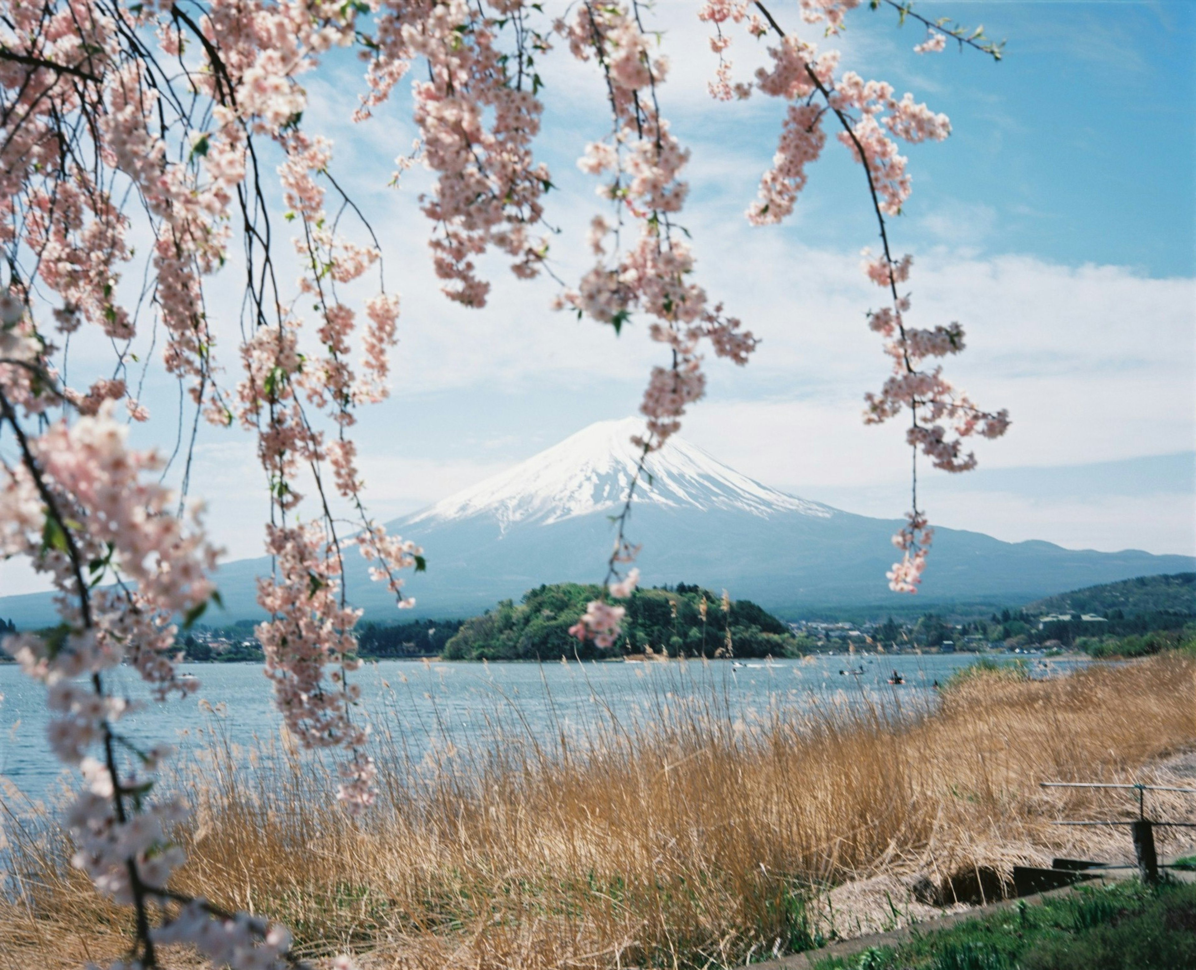 桜の花が咲く富士山の美しい風景