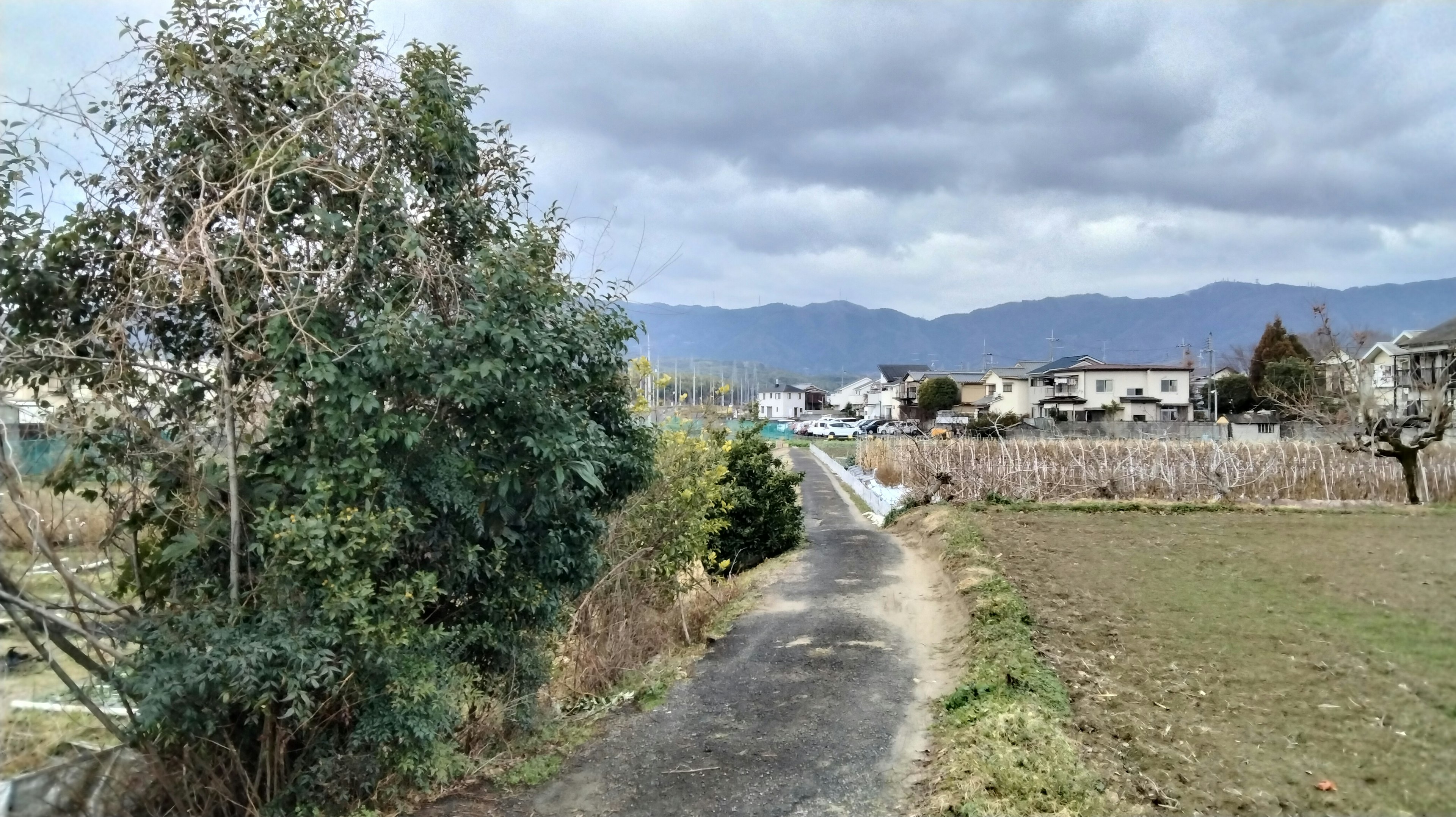 Scena di campagna con alberi verdi e un sentiero pavimentato che conduce a montagne lontane