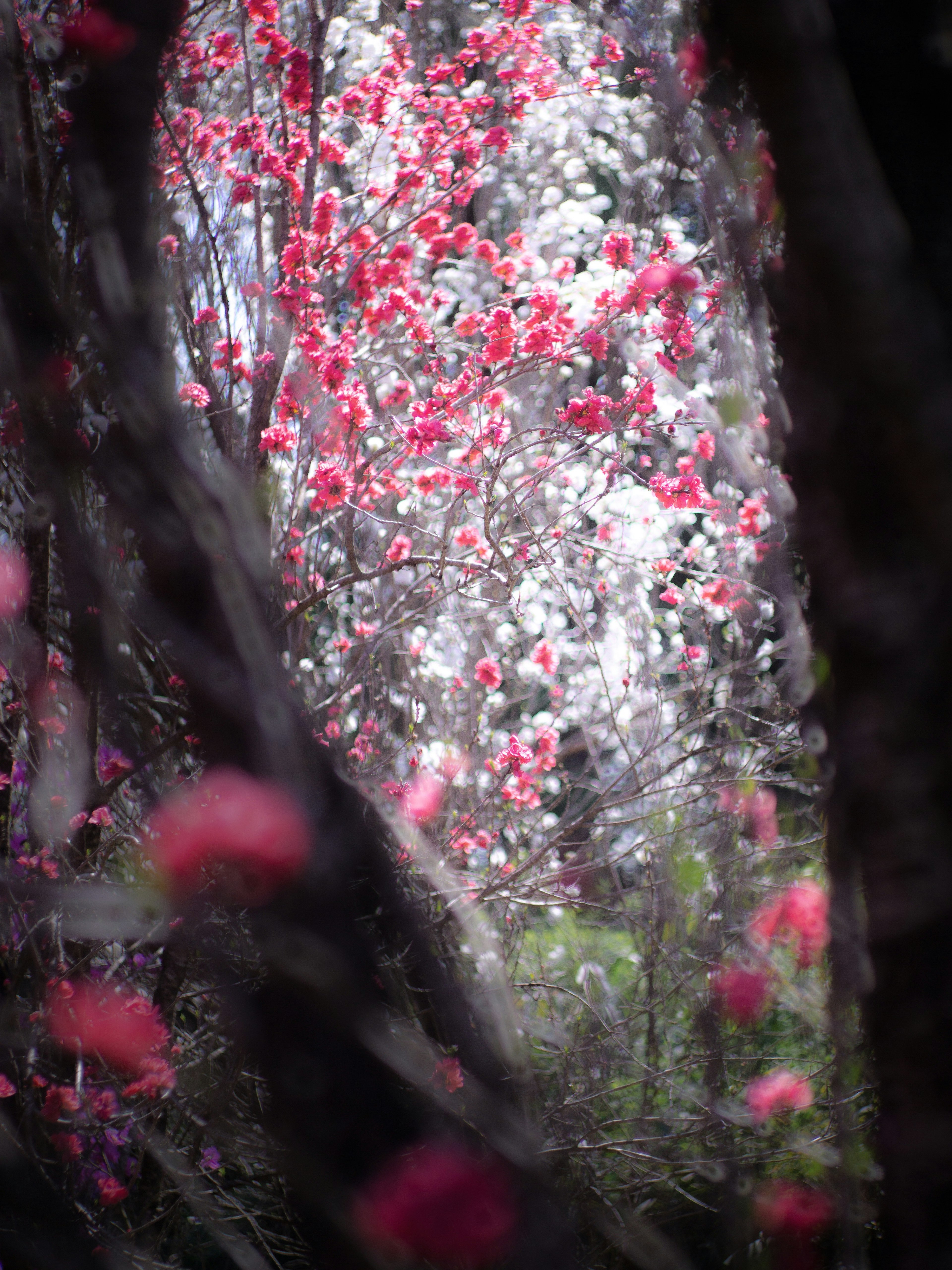 淡いピンクの花が咲く木々の間から見える春の風景