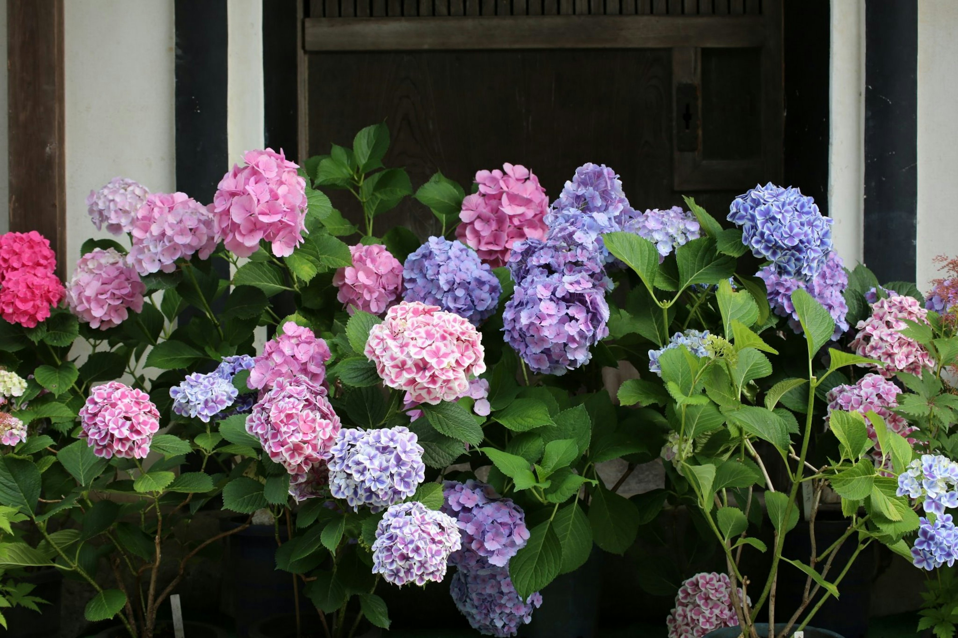 Bunga hydrangea berwarna-warni mekar di kotak jendela