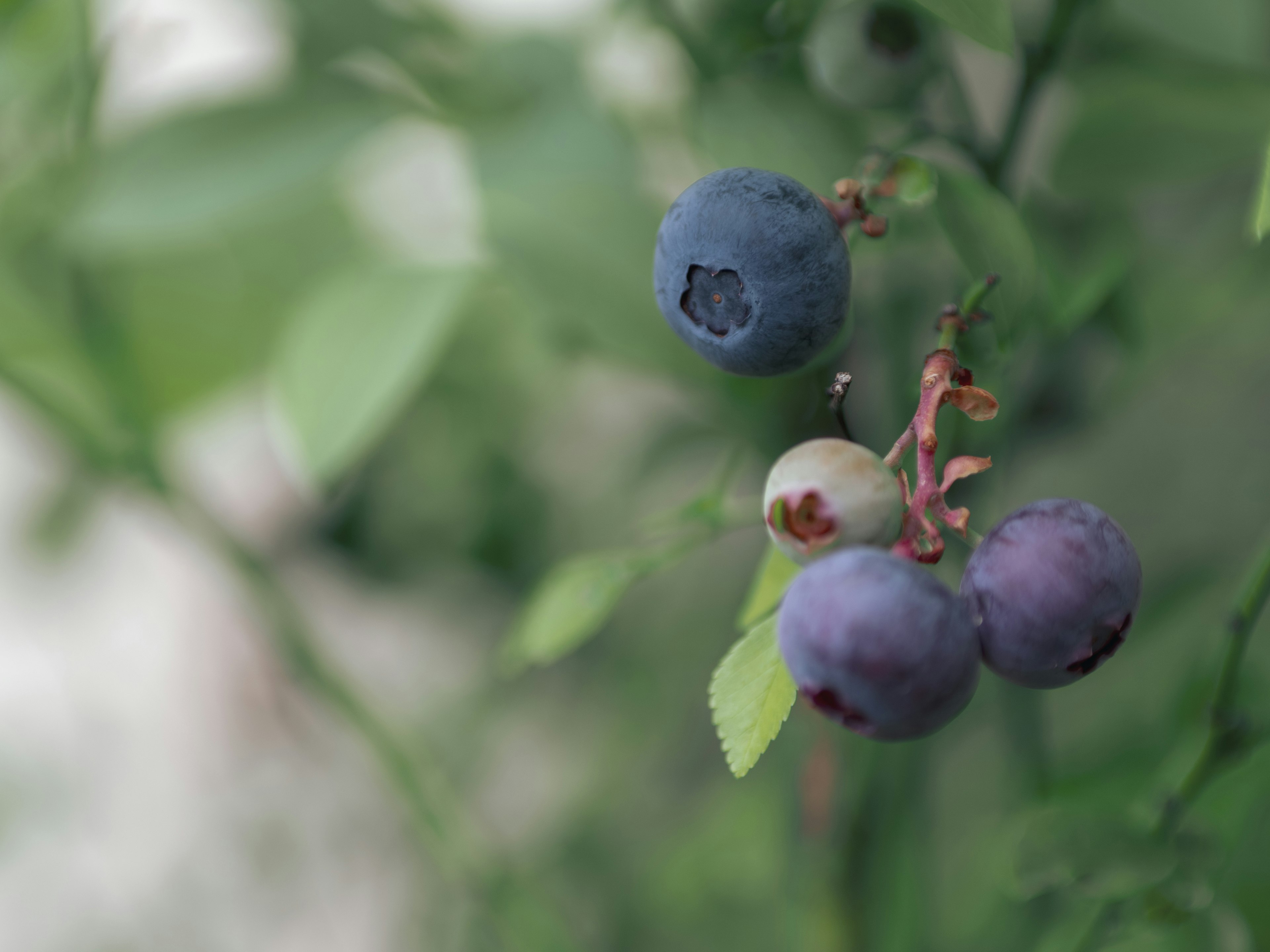 Blueberries on a plant with green leaves in soft focus