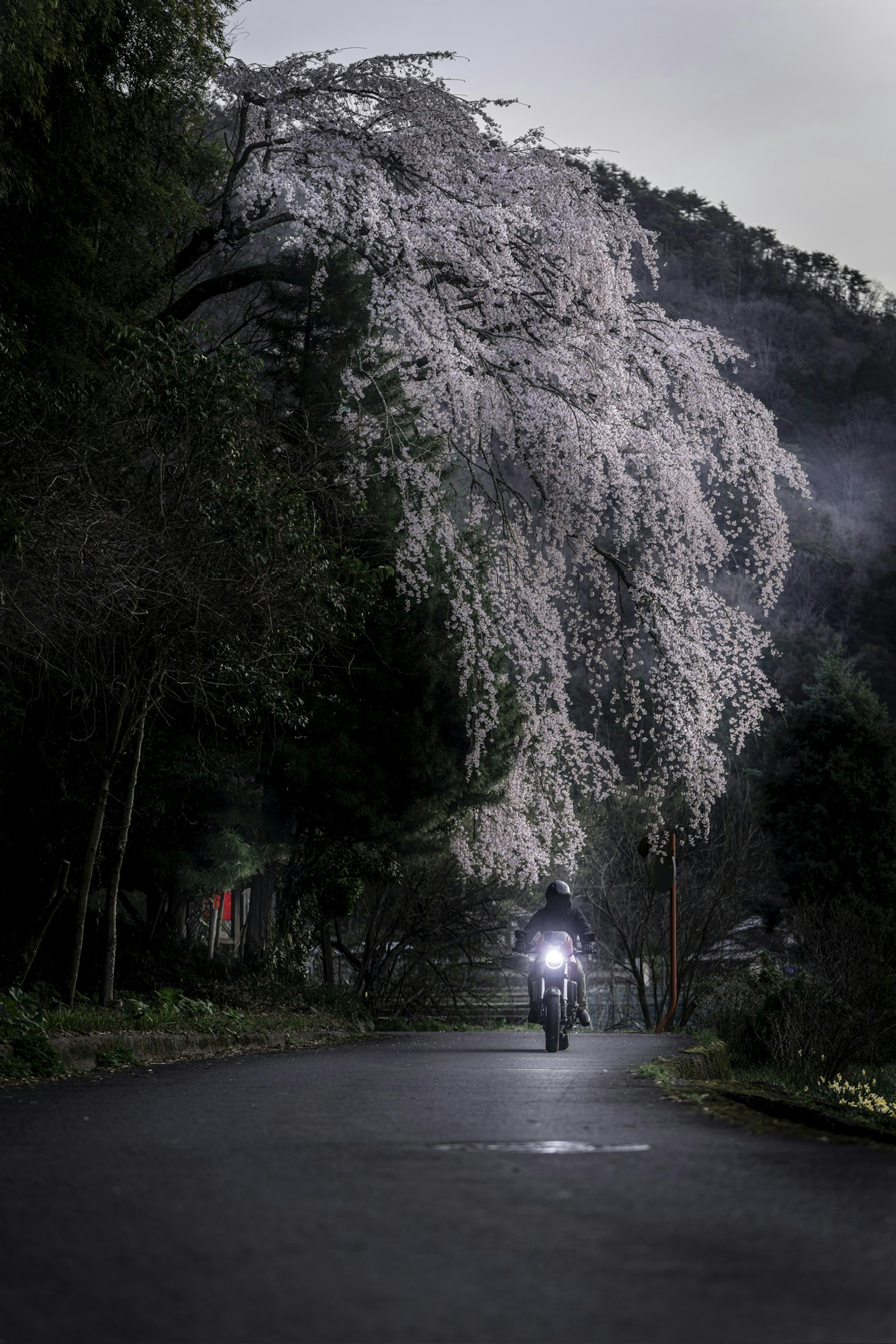 Un gran árbol de cerezo a lo largo de la carretera con una motocicleta pasando por debajo