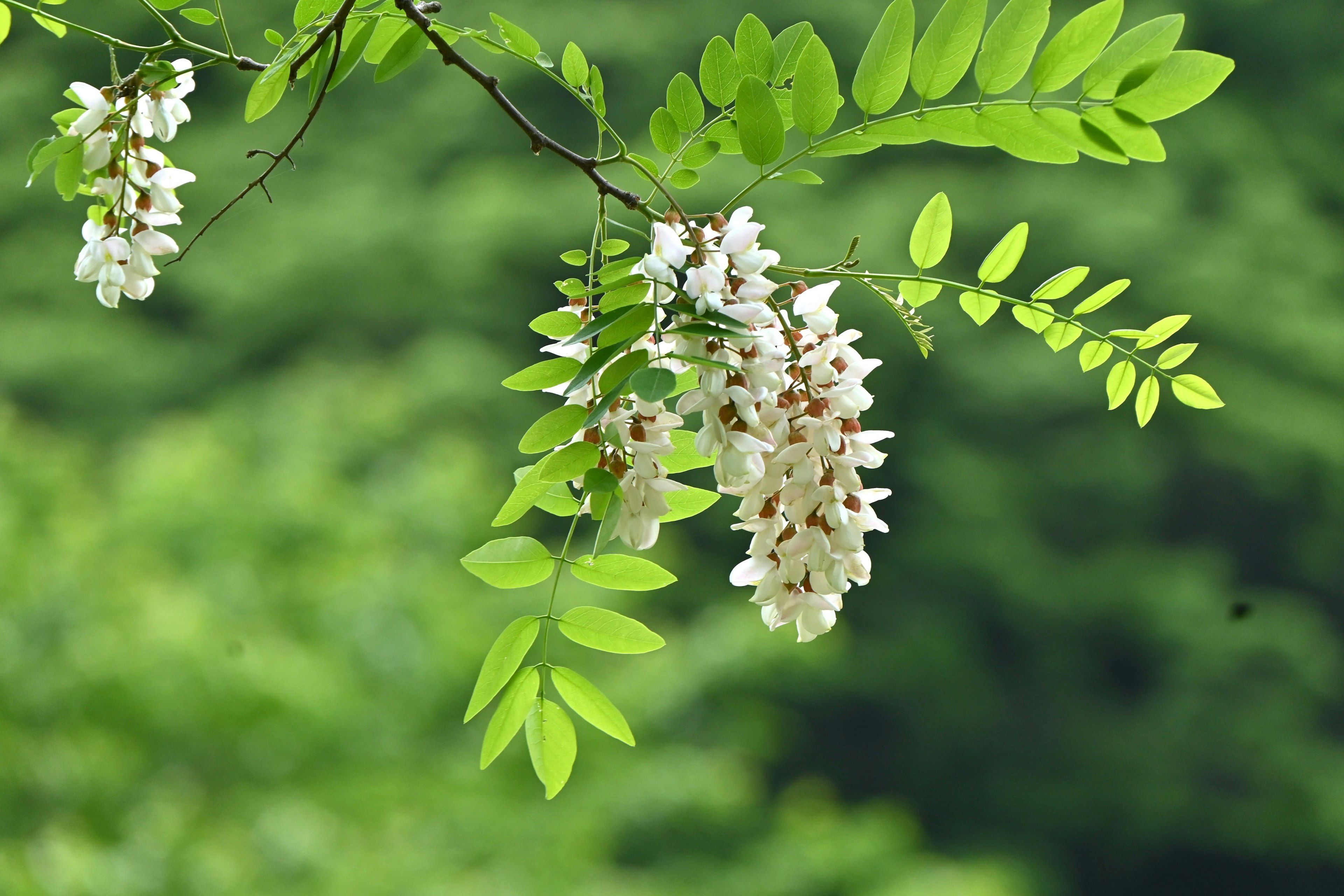 A branch with white flowers and green leaves in a natural setting