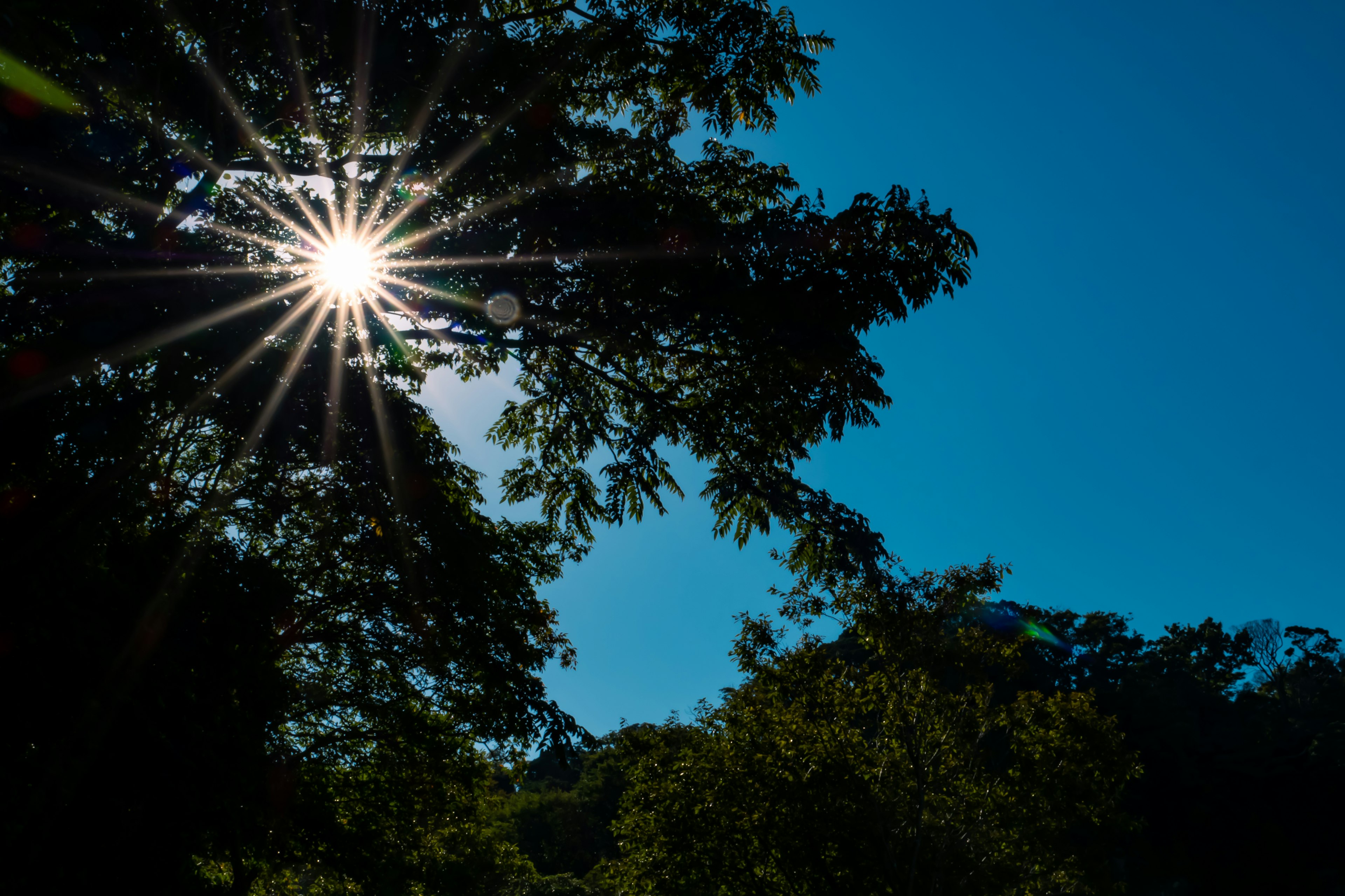 Silhouette di un albero con luce solare brillante contro un cielo blu