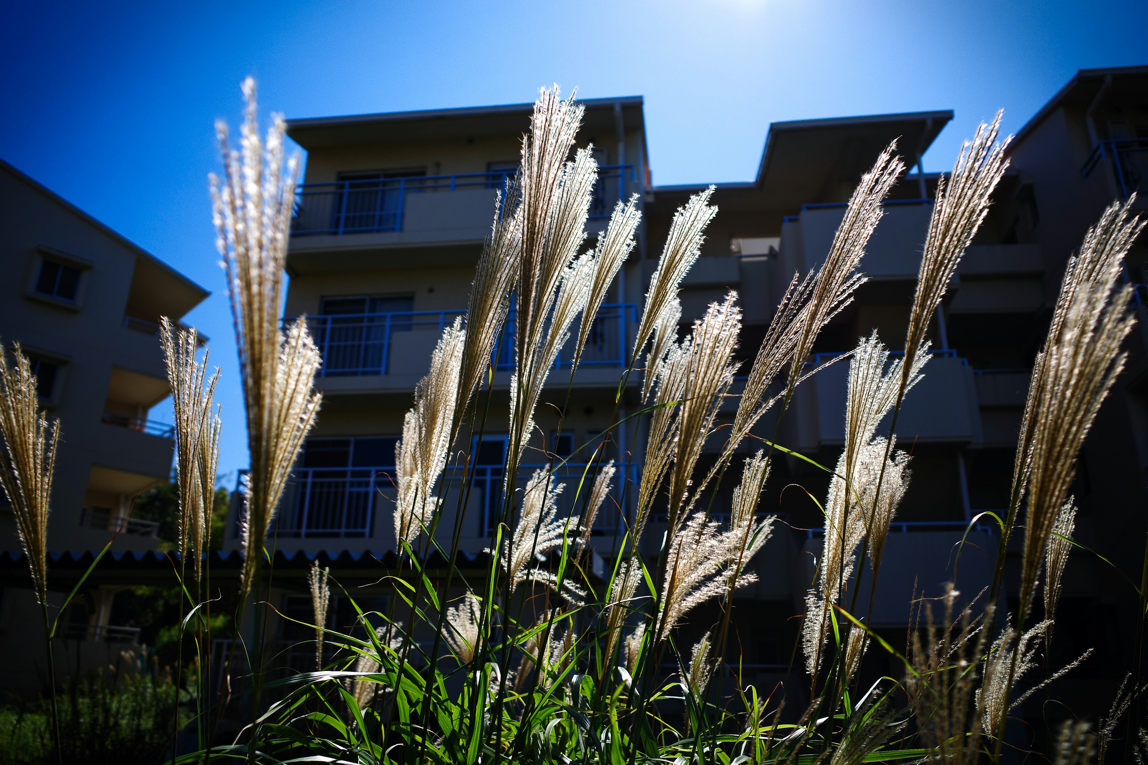 Plumes d'herbe haute contre un ciel bleu et silhouette de bâtiment