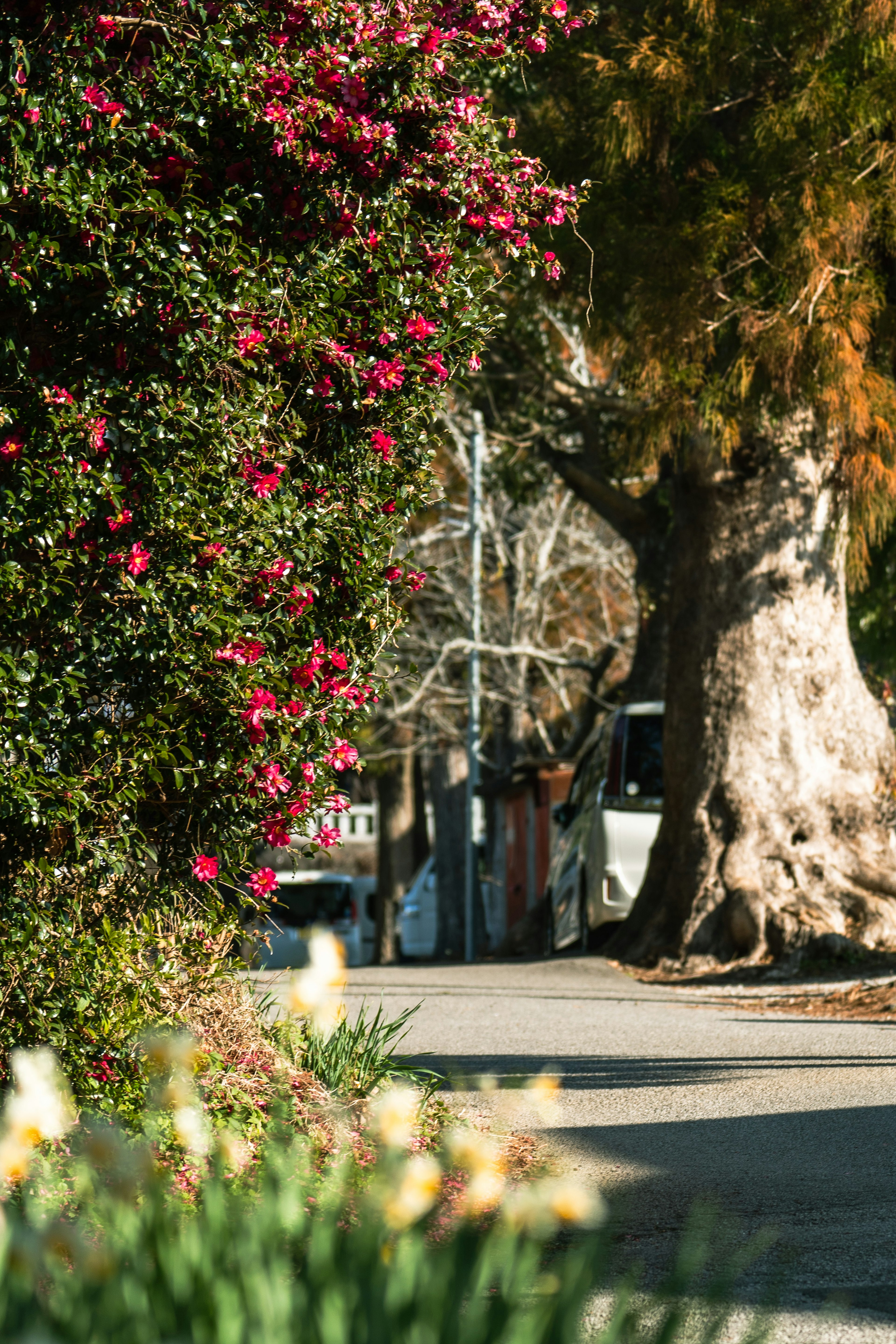 A scenic view of a sidewalk lined with flowers and a large tree