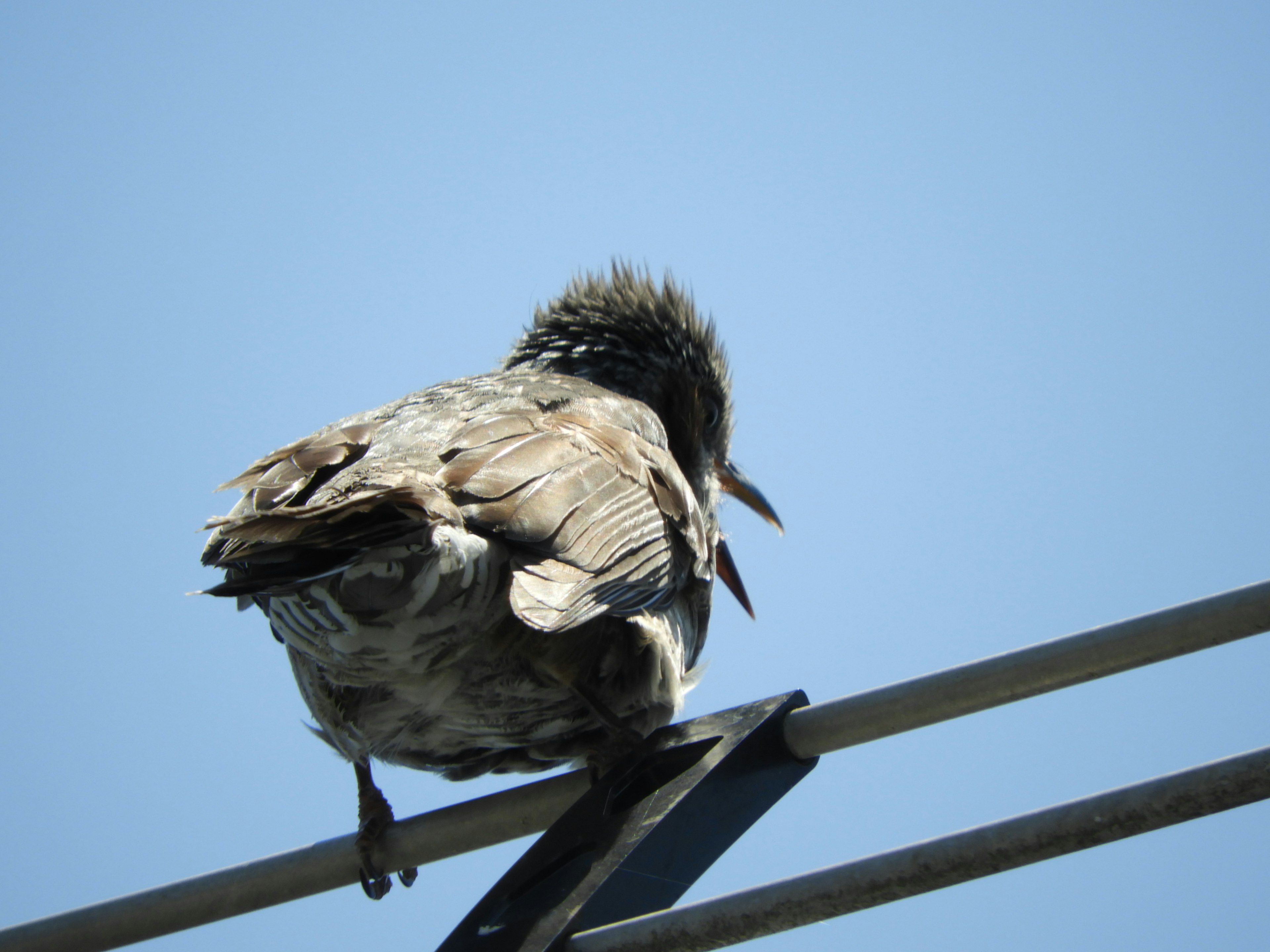 Uccello appollaiato su un filo sotto un cielo blu chiaro