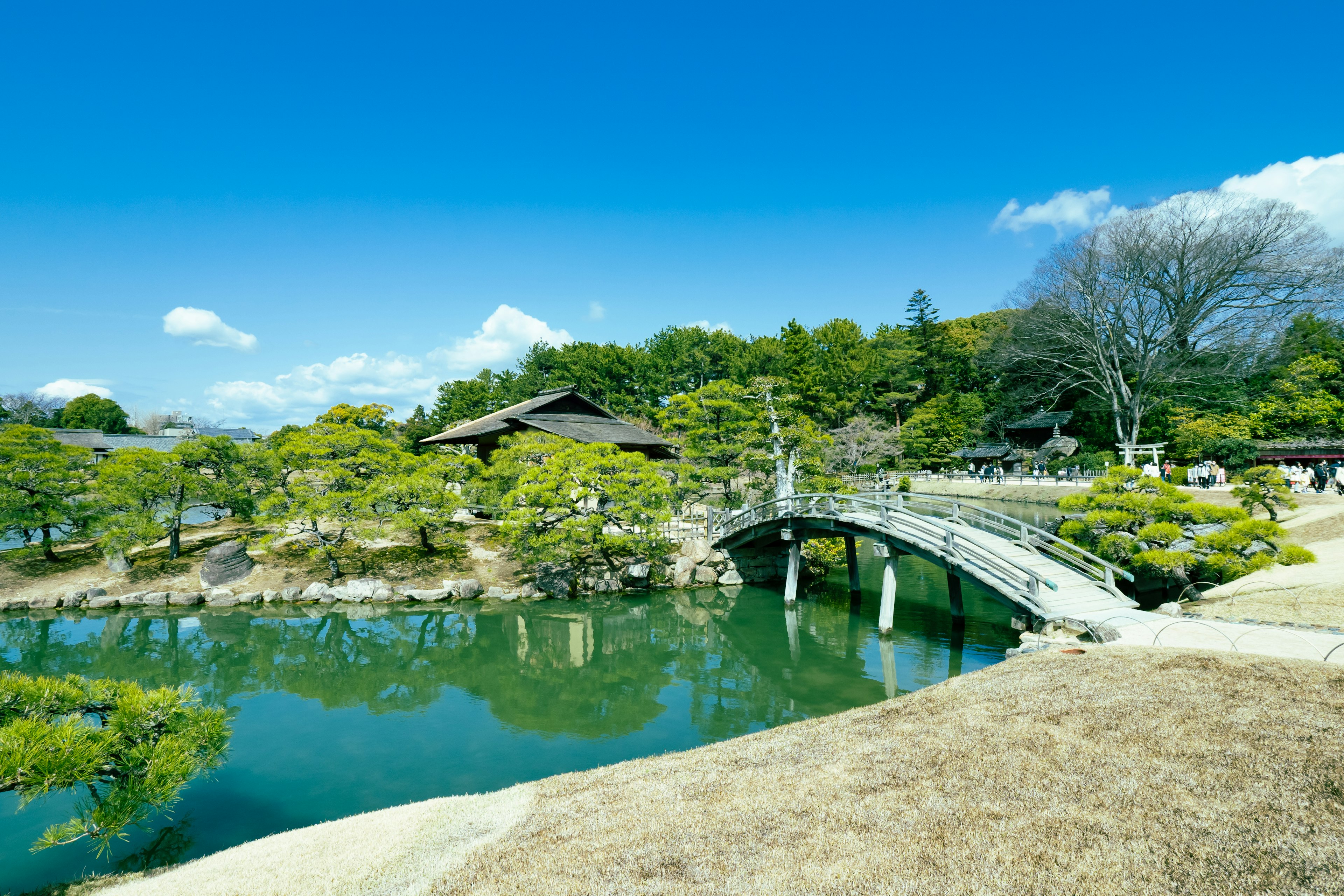 Pemandangan taman Jepang yang indah dengan jembatan dan kolam dikelilingi pohon hijau dan langit biru