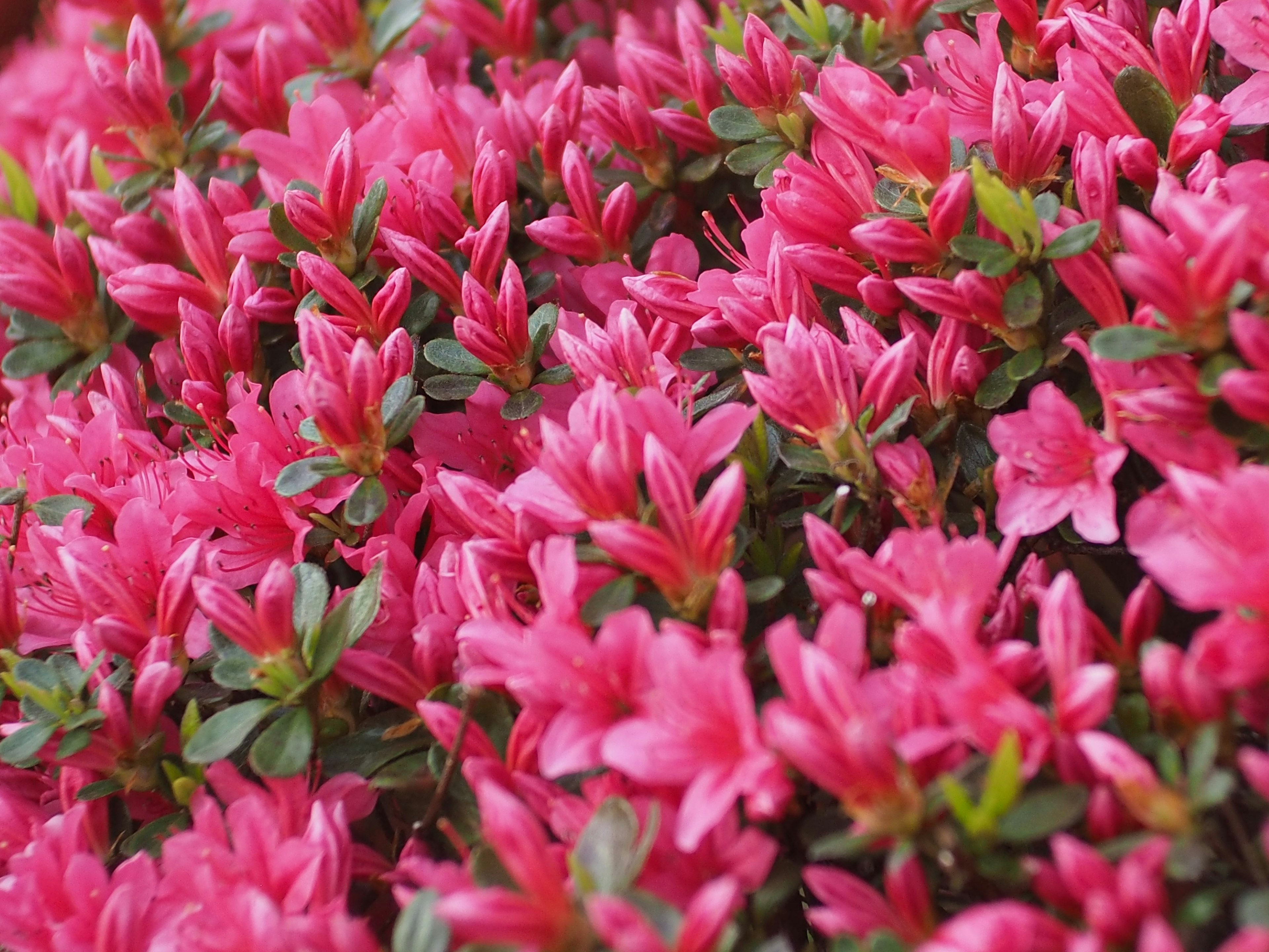 Vibrant pink flowers of azaleas densely clustered