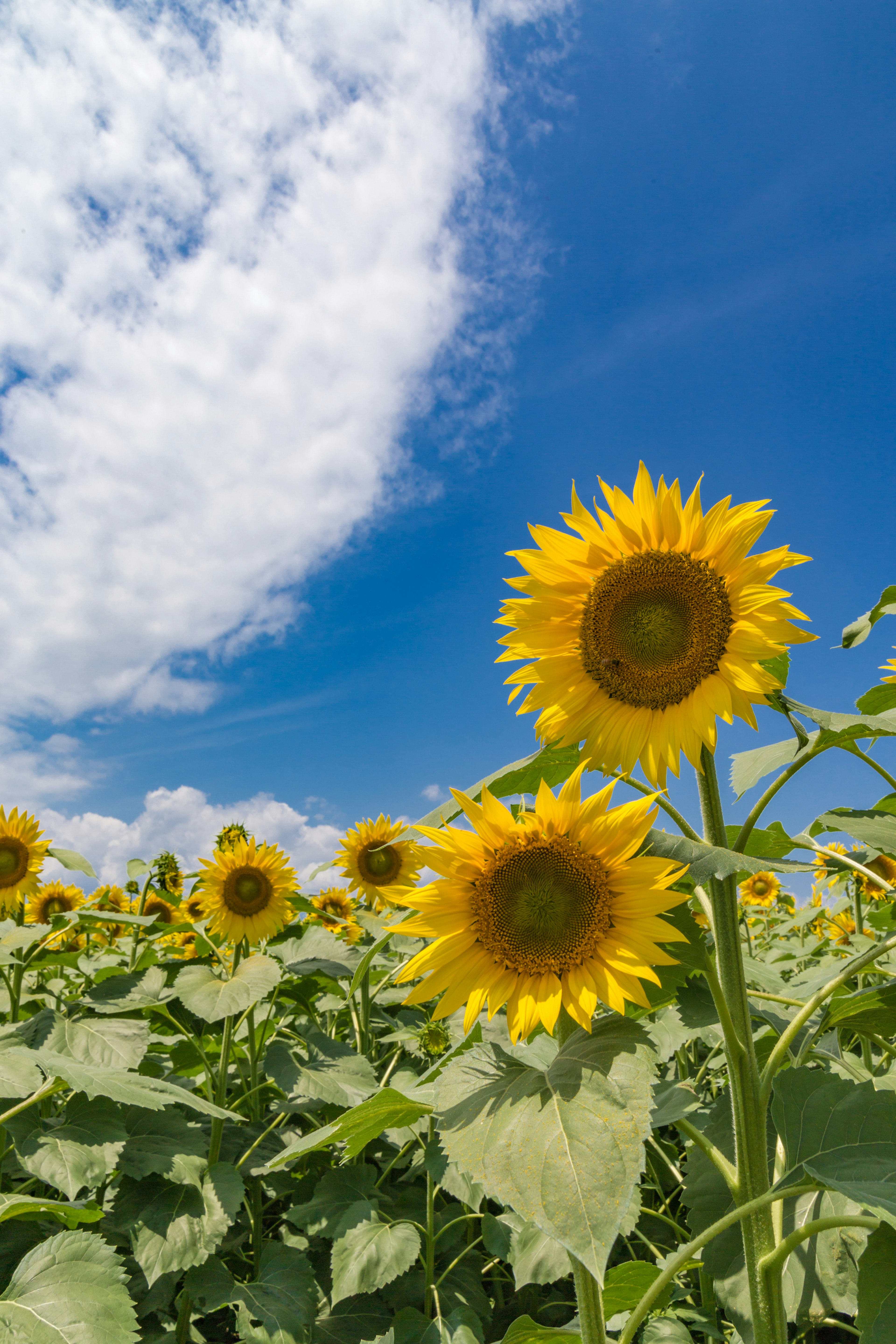 Tournesols vibrants dans un champ sous un ciel bleu avec des nuages blancs