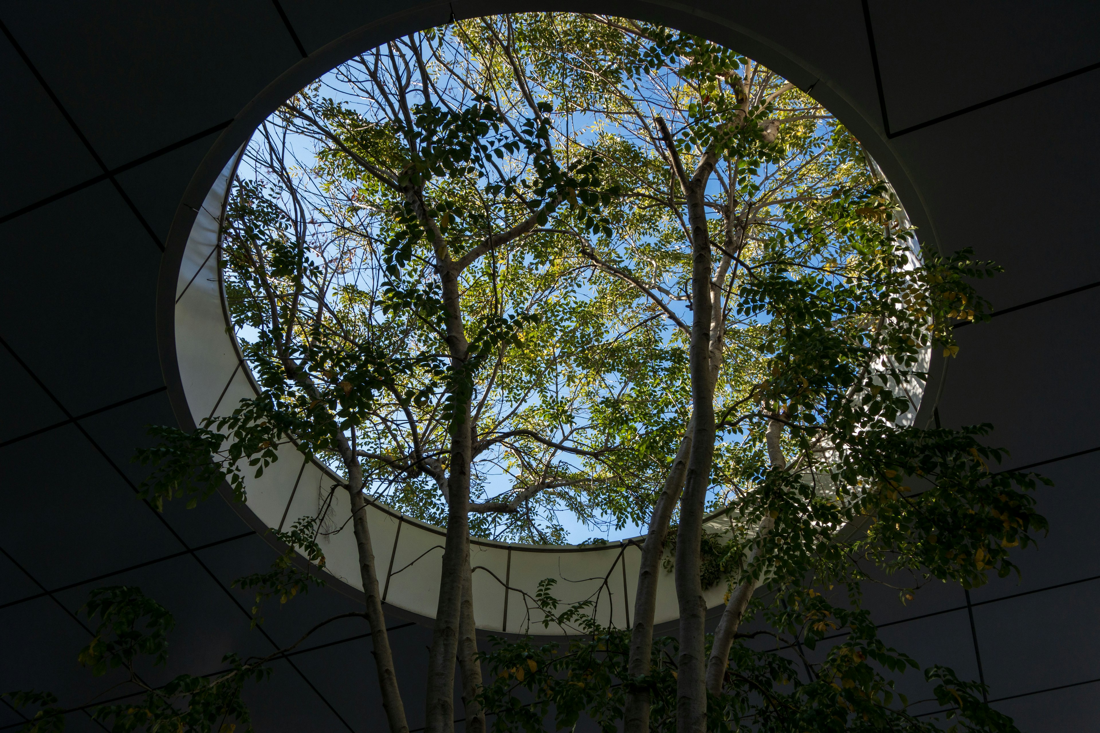 Apertura circular que revela un cielo azul y árboles verdes