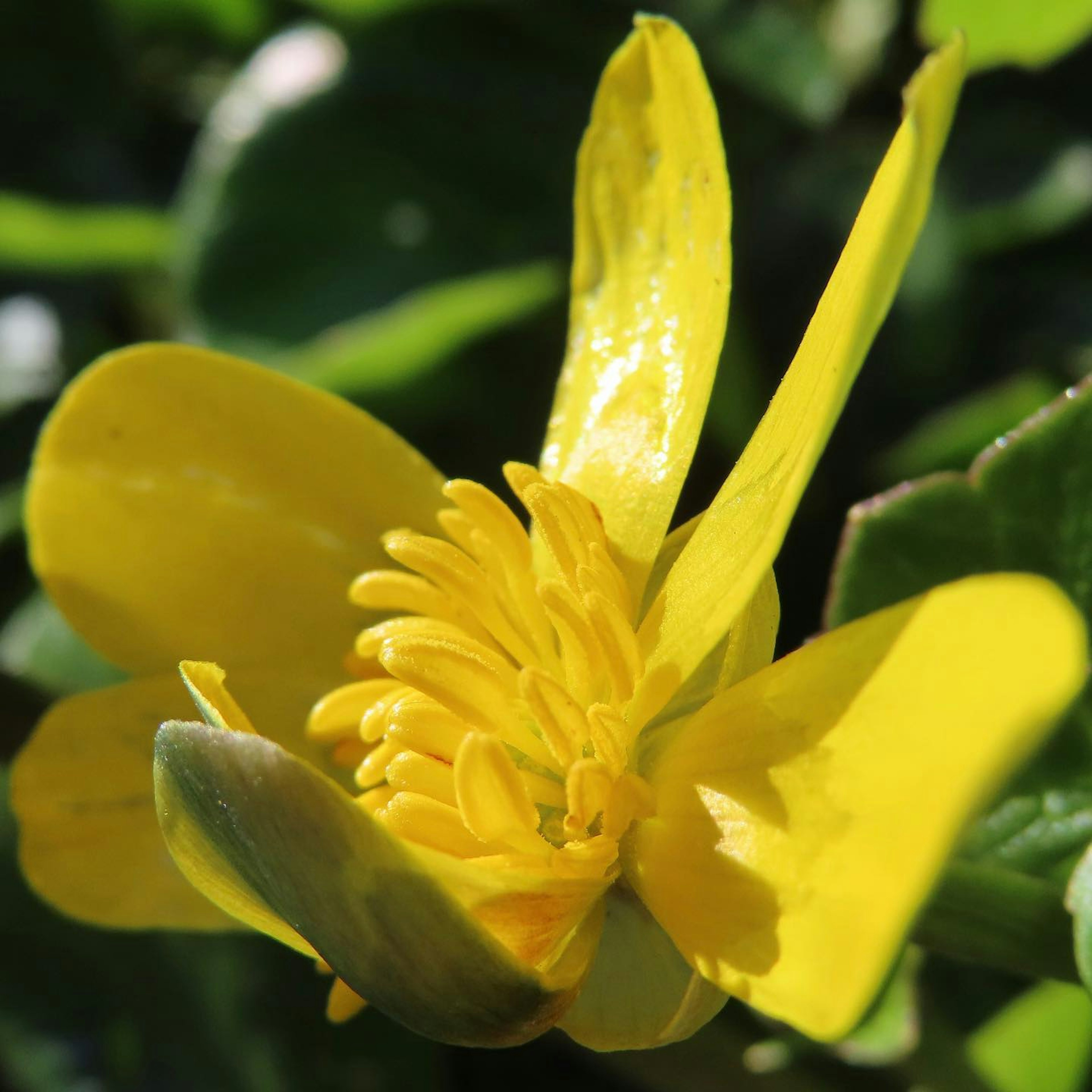 Lebendige gelbe Blume blüht zwischen üppigem grünem Laub