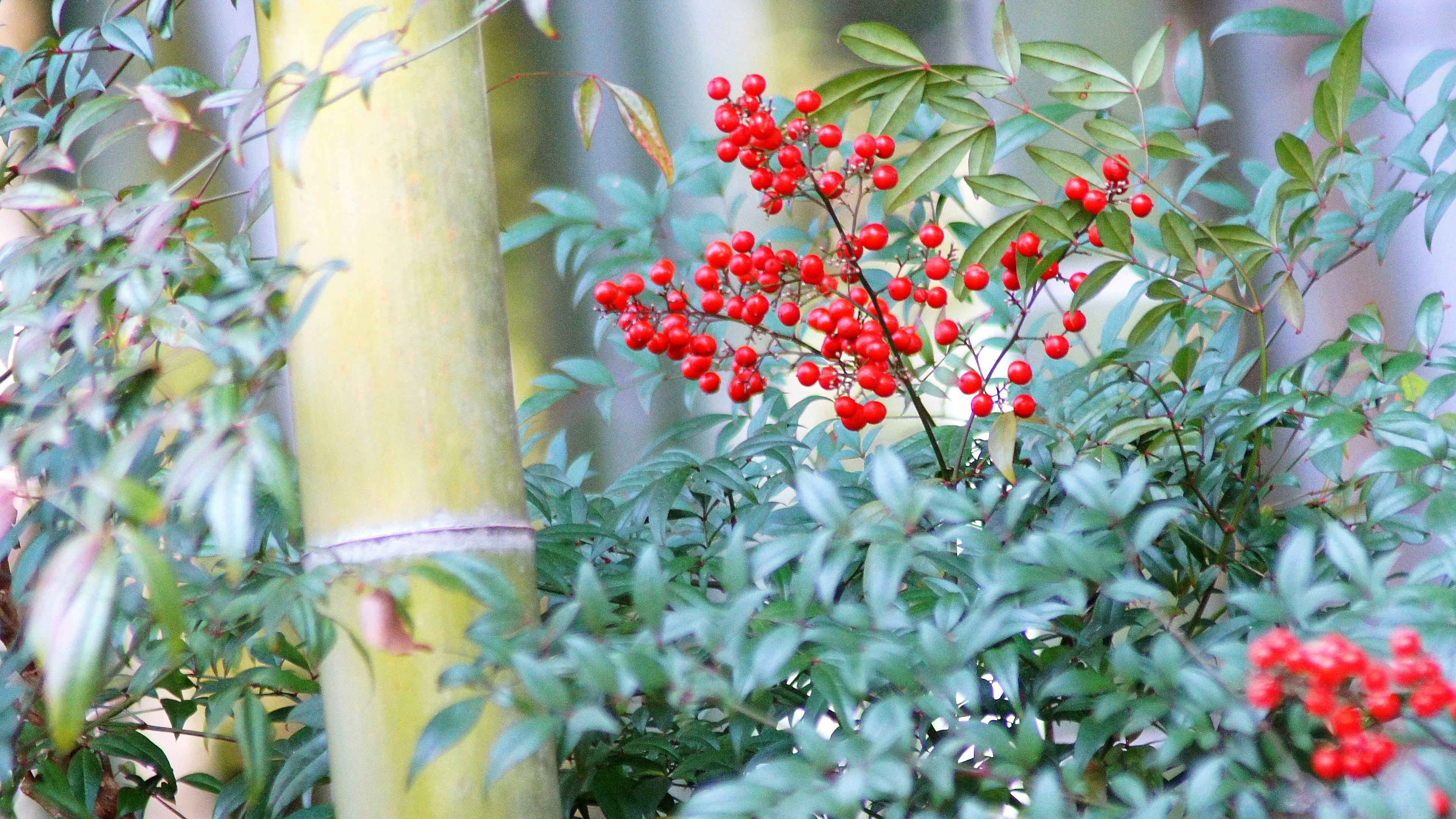 綠色葉子間的紅色漿果叢，背景是竹竿