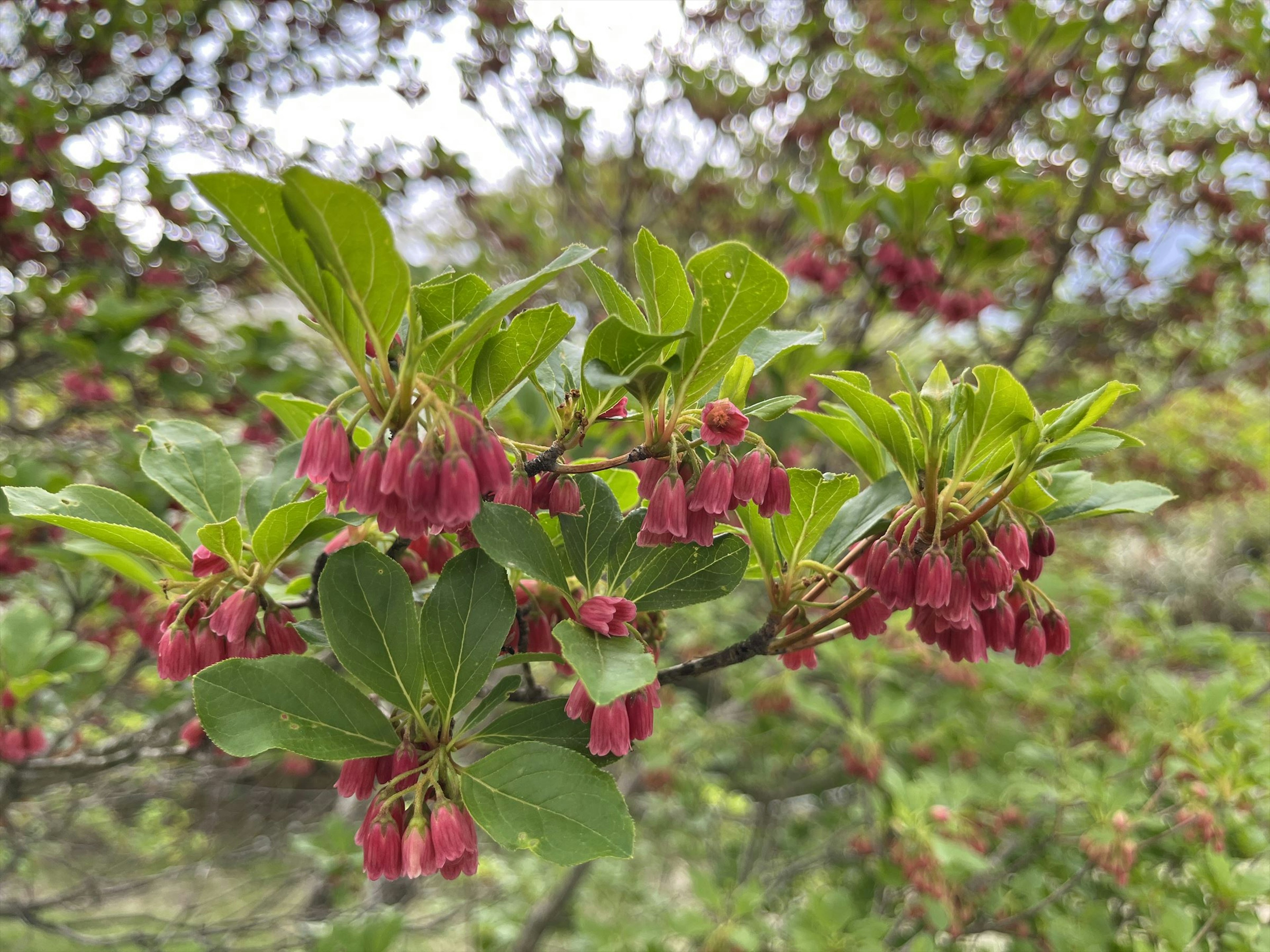 Branche avec des grappes de fleurs roses et des feuilles vertes